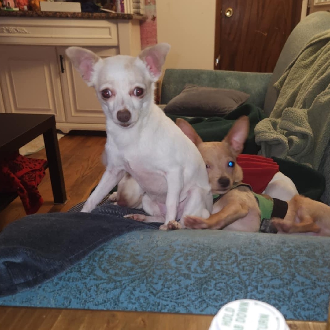 Enlarge doris, an adopted Chihuahua in Portland, OR image 4/6