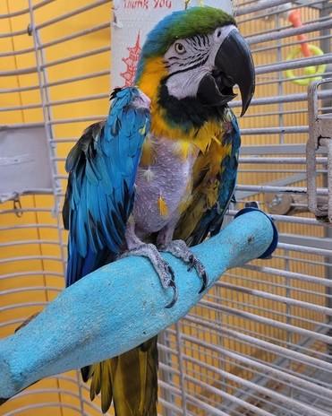 Enlarge Jessie, a Adoptable Macaw in Edgerton, WI image 1/1