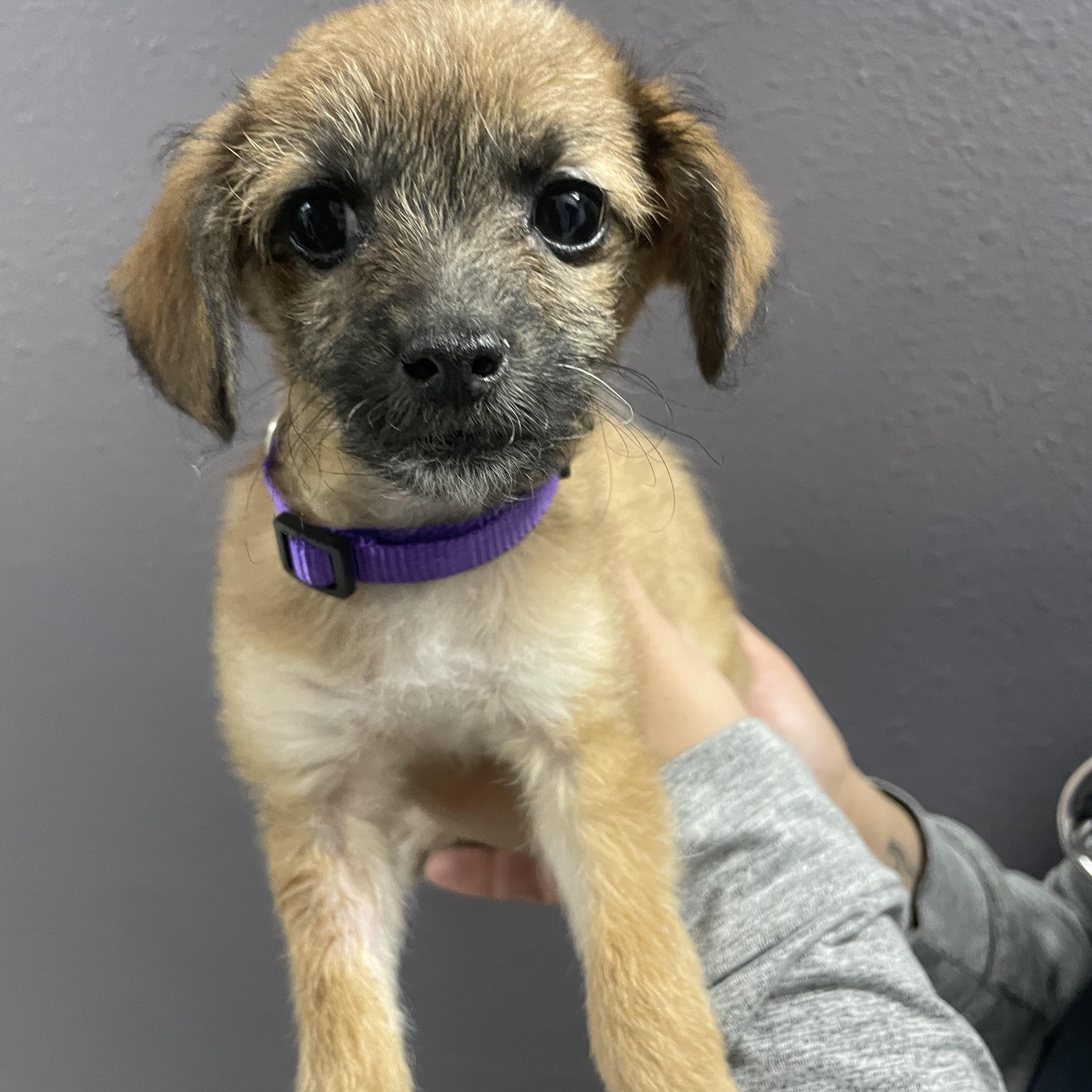 Enlarge Bellagio, a Adoptable mixed breed in Henderson, NV image 1/2