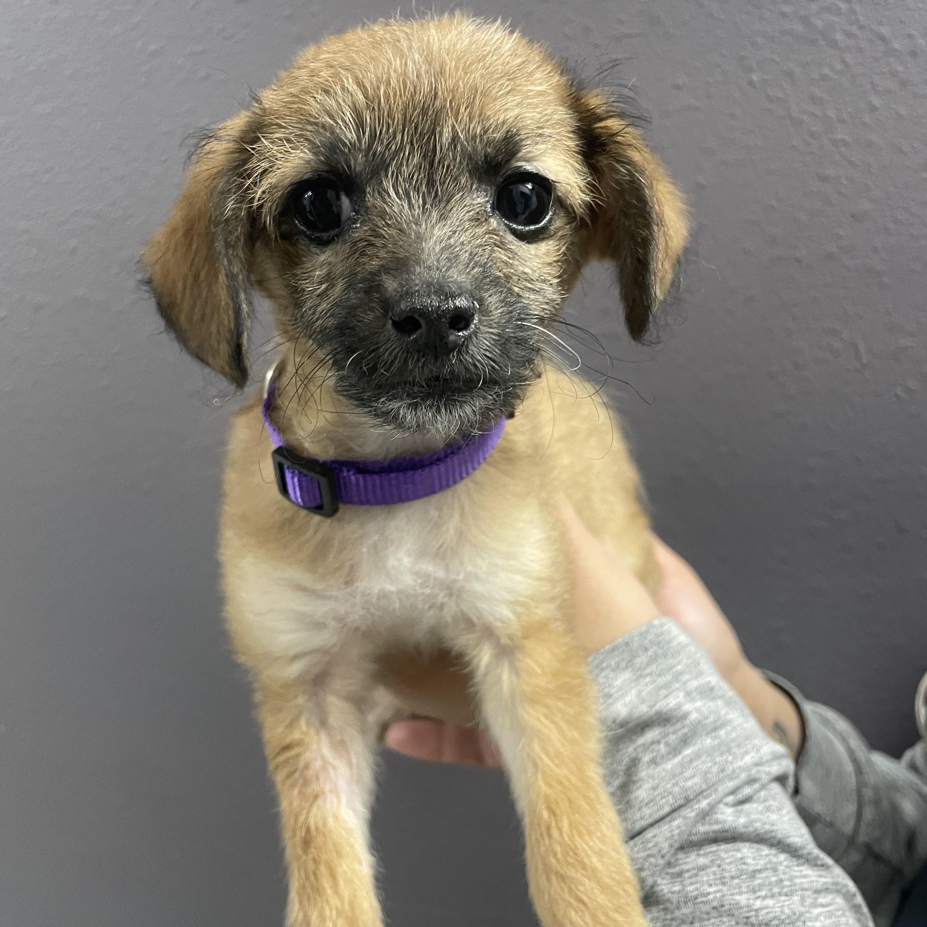 Enlarge Bellagio, a Adoptable mixed breed in Henderson, NV image 2/2