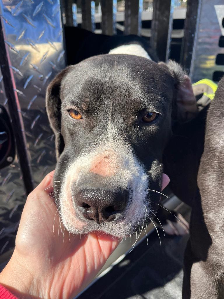 Enlarge Dougy, a Adoptable mixed breed in Winnsboro, SC image 1/1