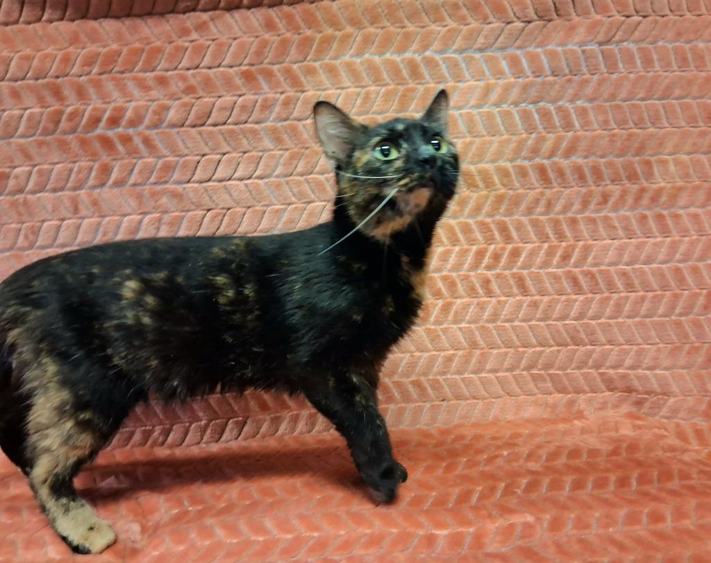 Enlarge S'mores, a Adoptable mixed breed in Wintersville, OH image 1/4