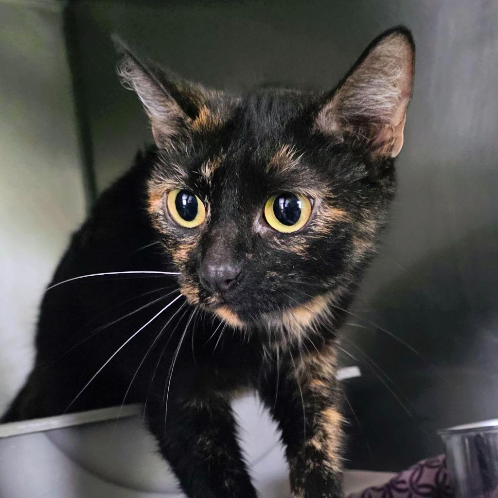 Enlarge S'mores, a Adoptable mixed breed in Wintersville, OH image 2/4
