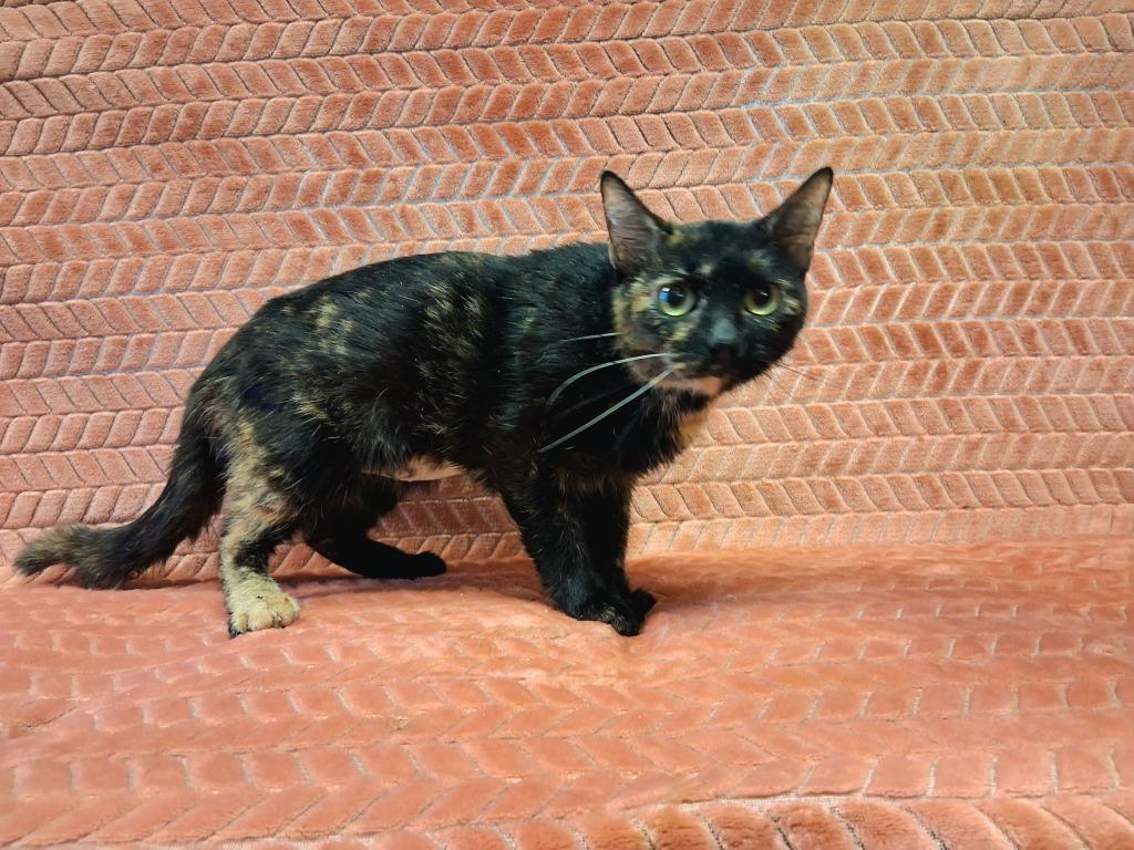 Enlarge S'mores, a Adoptable mixed breed in Wintersville, OH image 3/4
