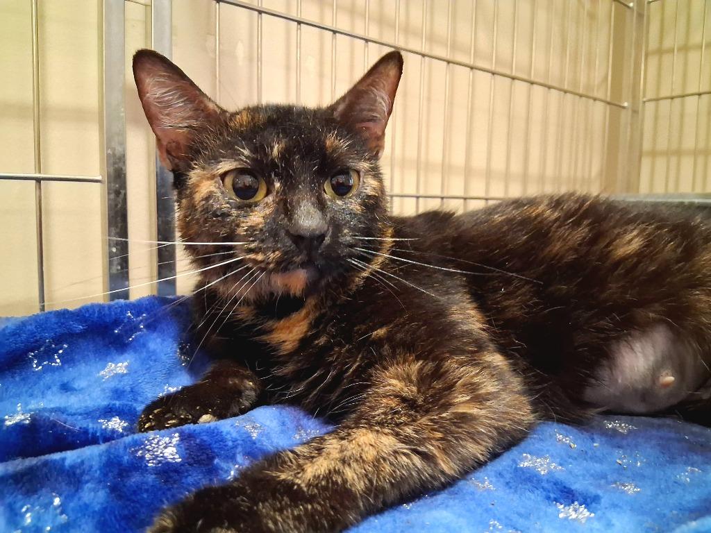Enlarge S'mores, a Adoptable mixed breed in Wintersville, OH image 4/4