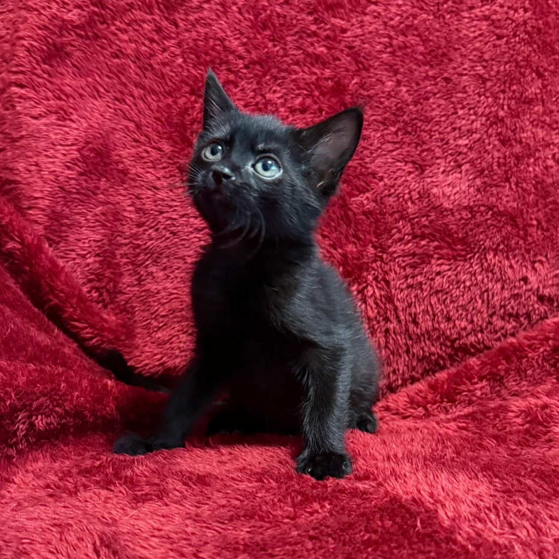 Enlarge Uno - Preadoption ONLY, a Adoptable Domestic Short Hair in Chilliwack, BC image 1/1