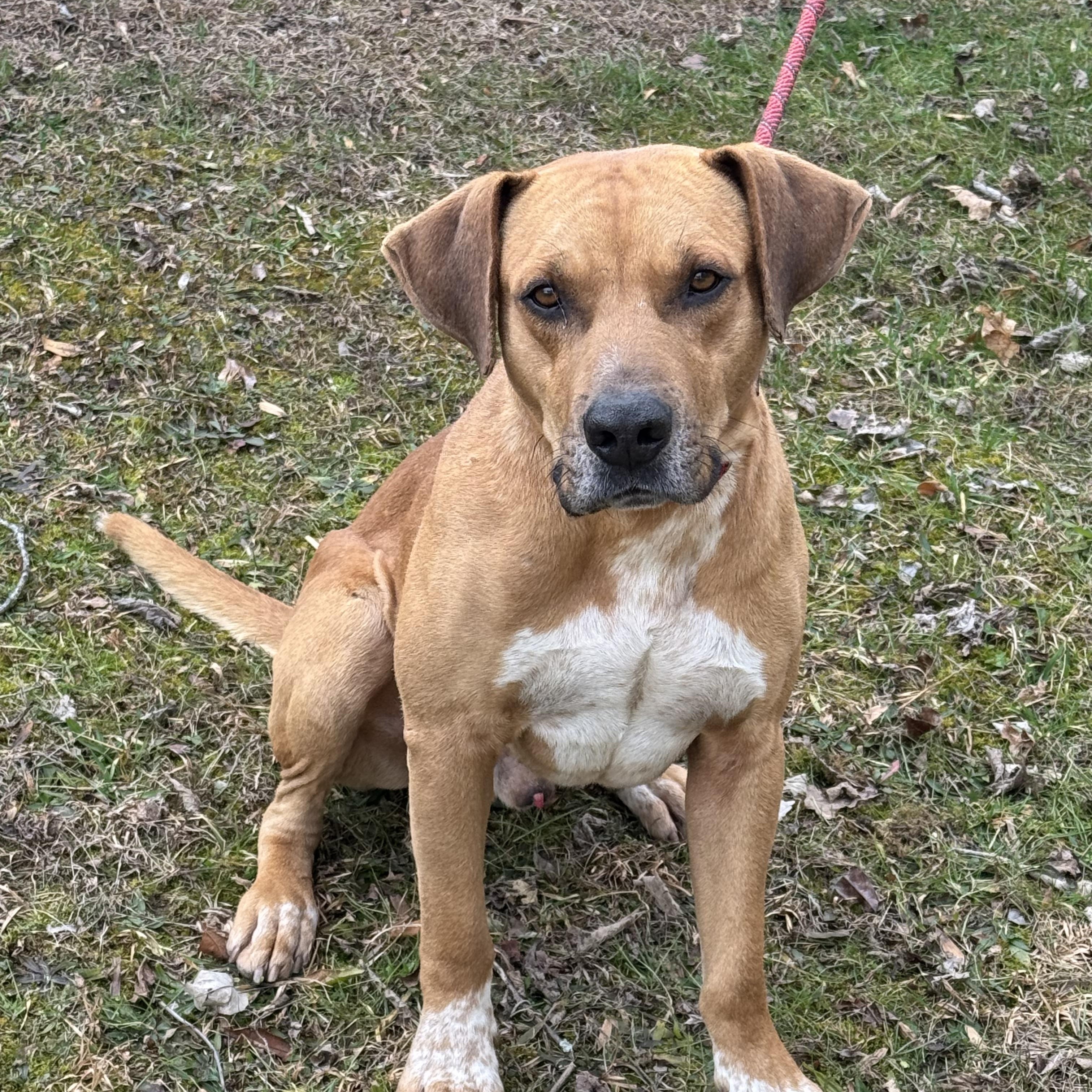 Big Mac, ADOPTABLE, Adult Male Yellow Labrador Retriever.