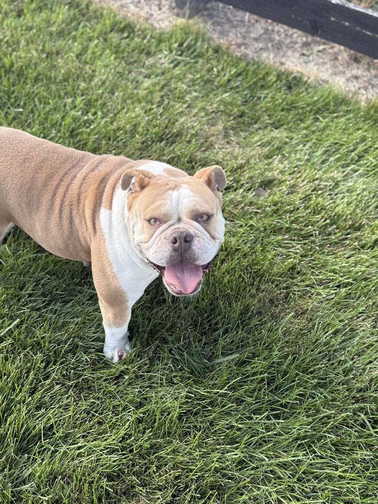 Mable, Adoptable, Adult Female English Bulldog & English Bulldog.