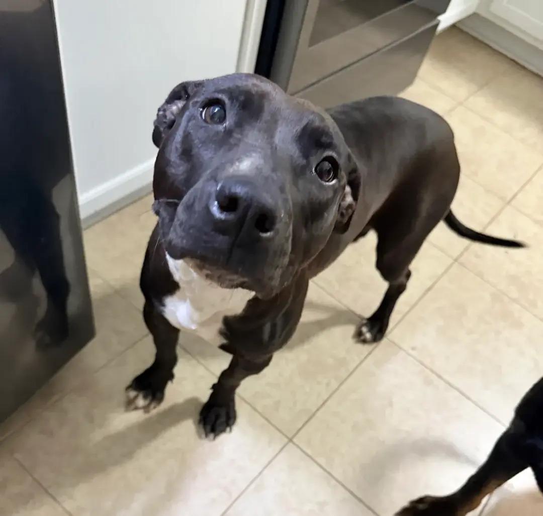 Meadow, ADOPTABLE, Young Female Pit Bull Terrier.