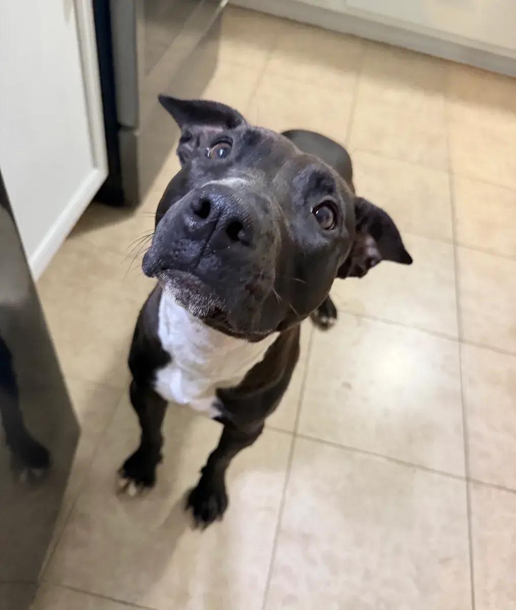 Enlarge Meadow, a ADOPTABLE mixed breed in Polk, OH image 2/3