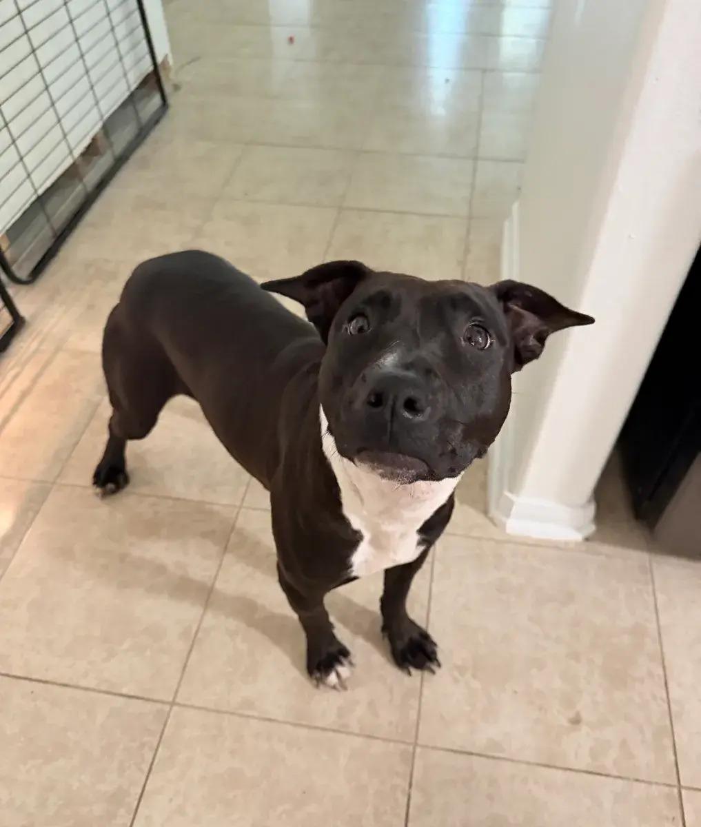 Enlarge Meadow, a ADOPTABLE mixed breed in Polk, OH image 3/3