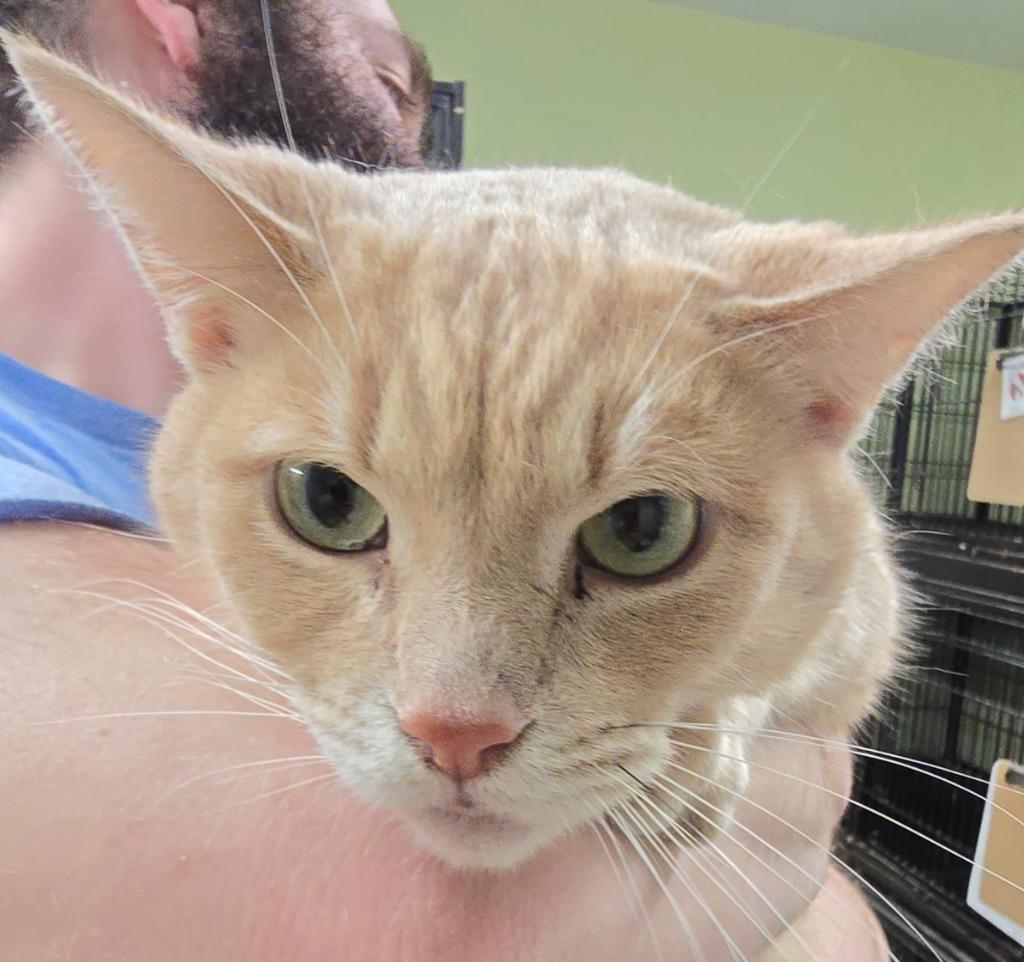 Enlarge Sanje, a Adoptable mixed breed in Auburn, IN image 1/3
