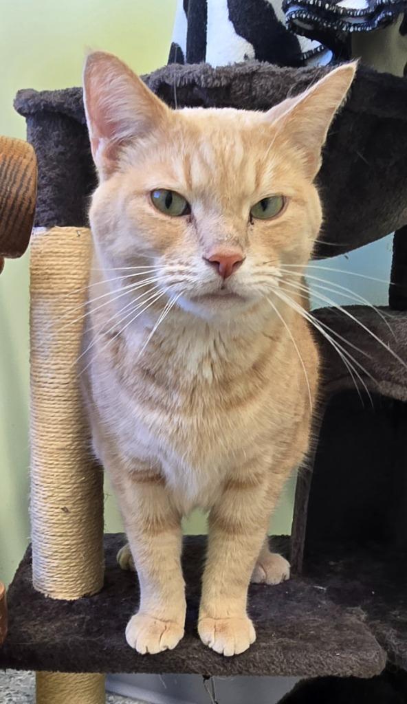 Enlarge Sanje, a Adoptable mixed breed in Auburn, IN image 2/3