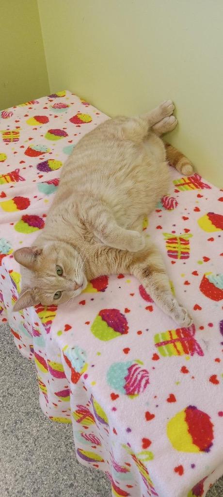 Sanje, a Adoptable mixed breed in Auburn, IN image 4/4