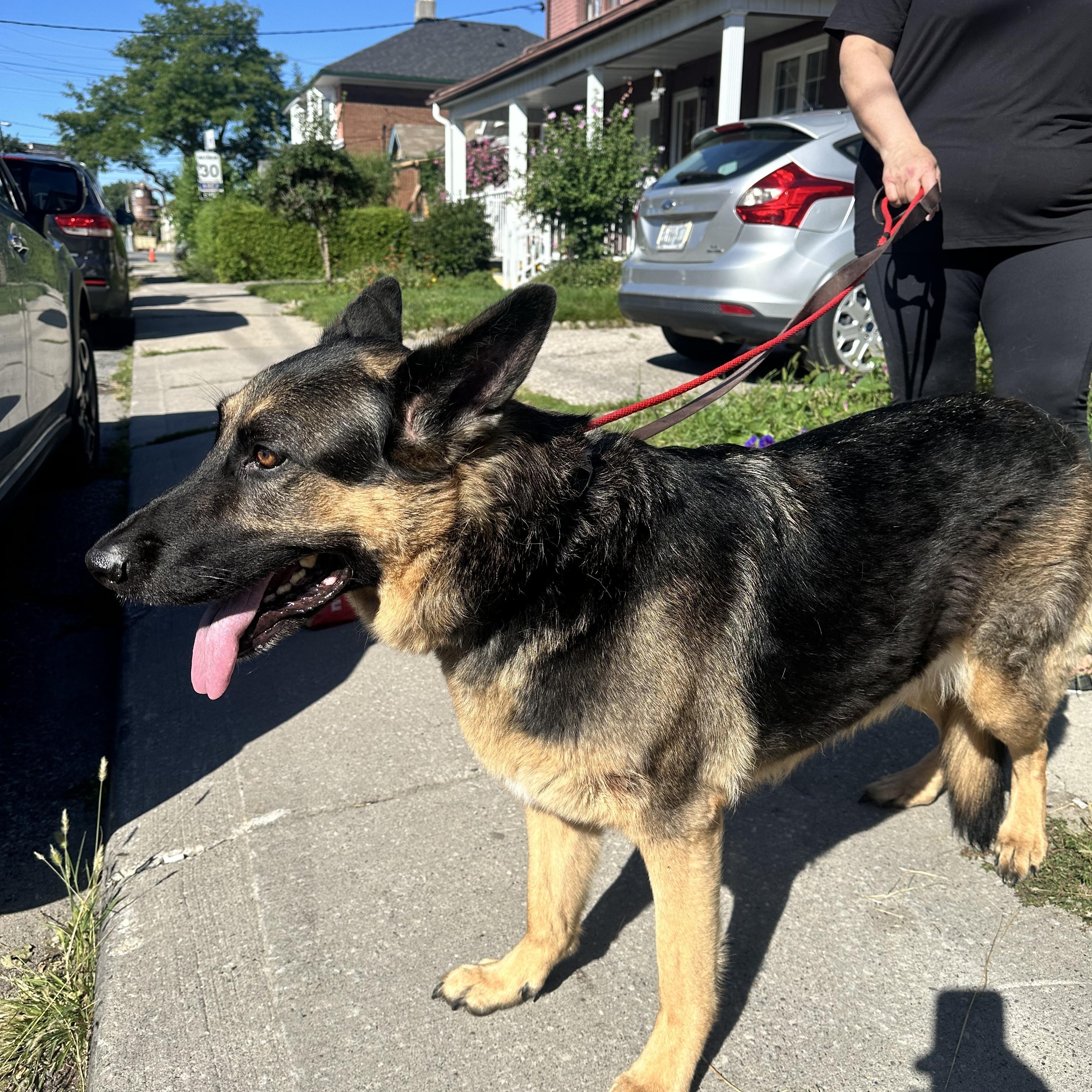 Enlarge SISI, a Adopted German Shepherd Dog in Toronto, ON image 3/6