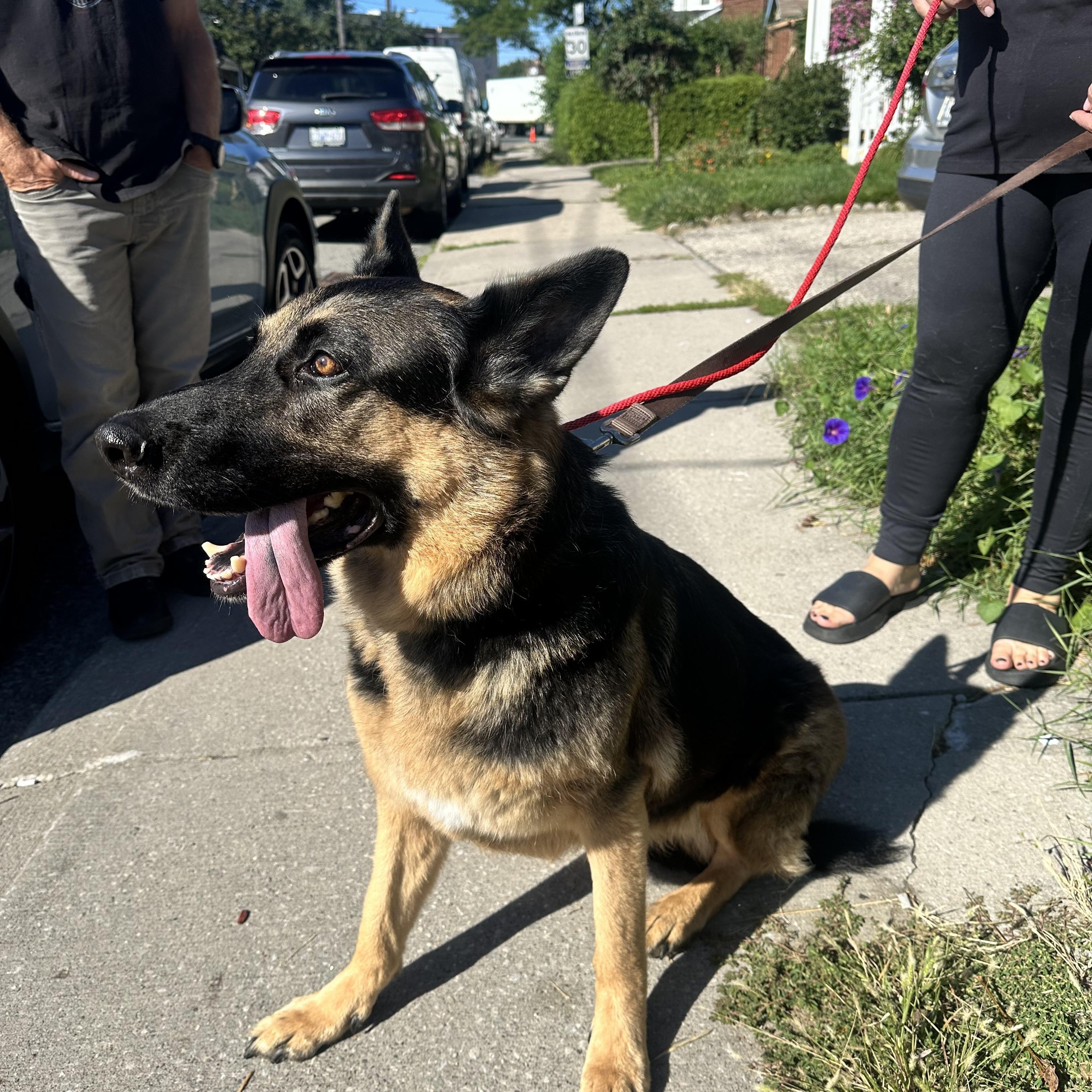 SISI, Adopted, Senior Female German Shepherd Dog.