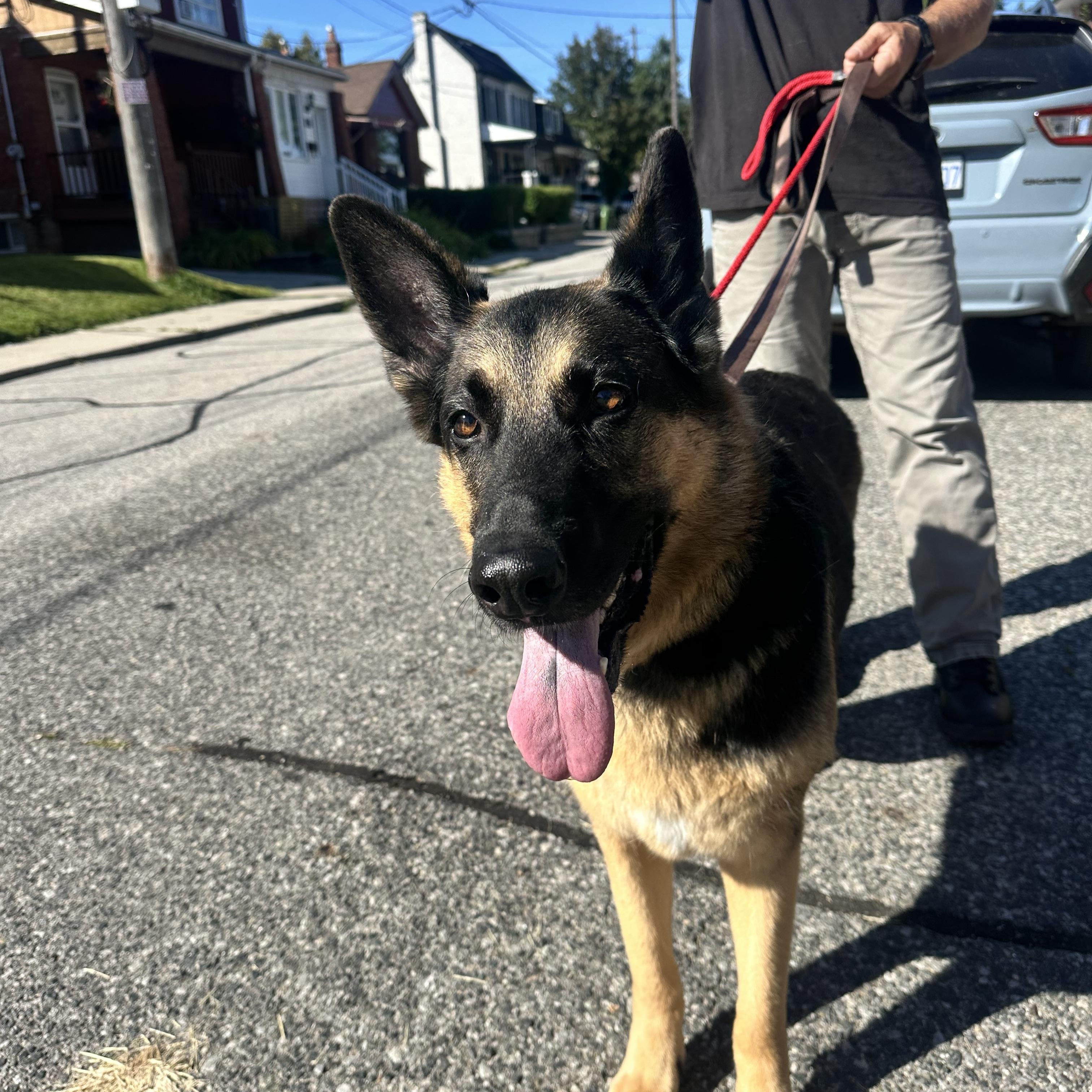 Enlarge SISI, a Adopted German Shepherd Dog in Toronto, ON image 4/6