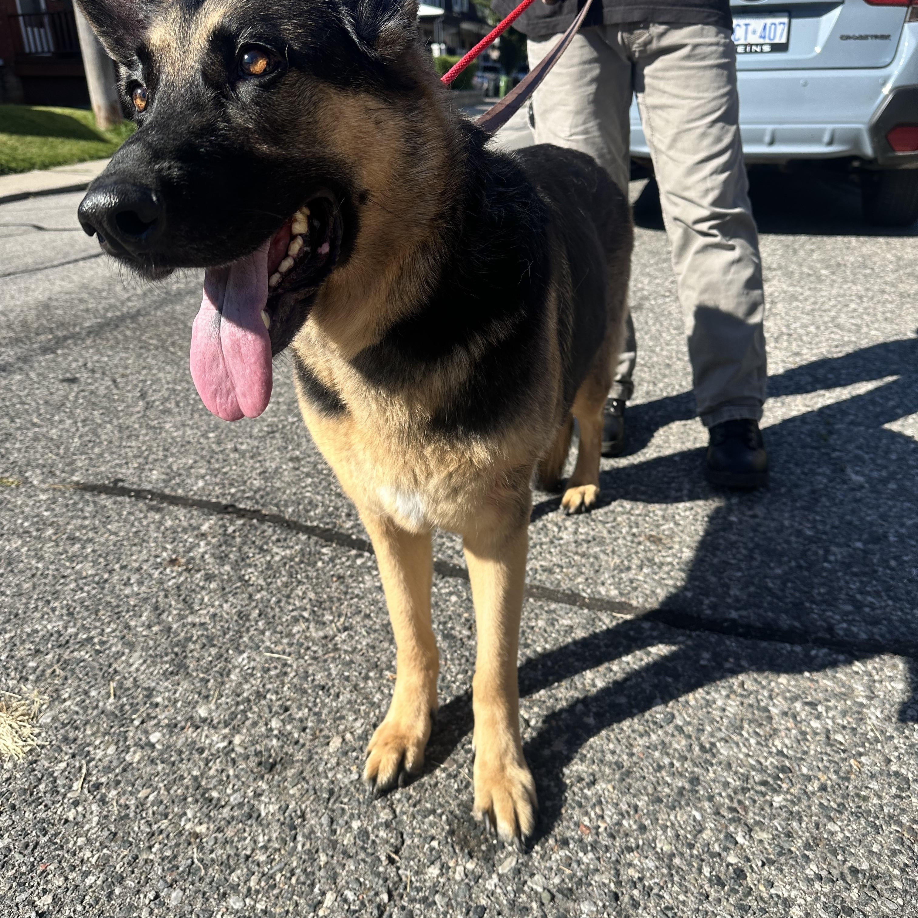 Enlarge SISI, a Adopted German Shepherd Dog in Toronto, ON image 2/6