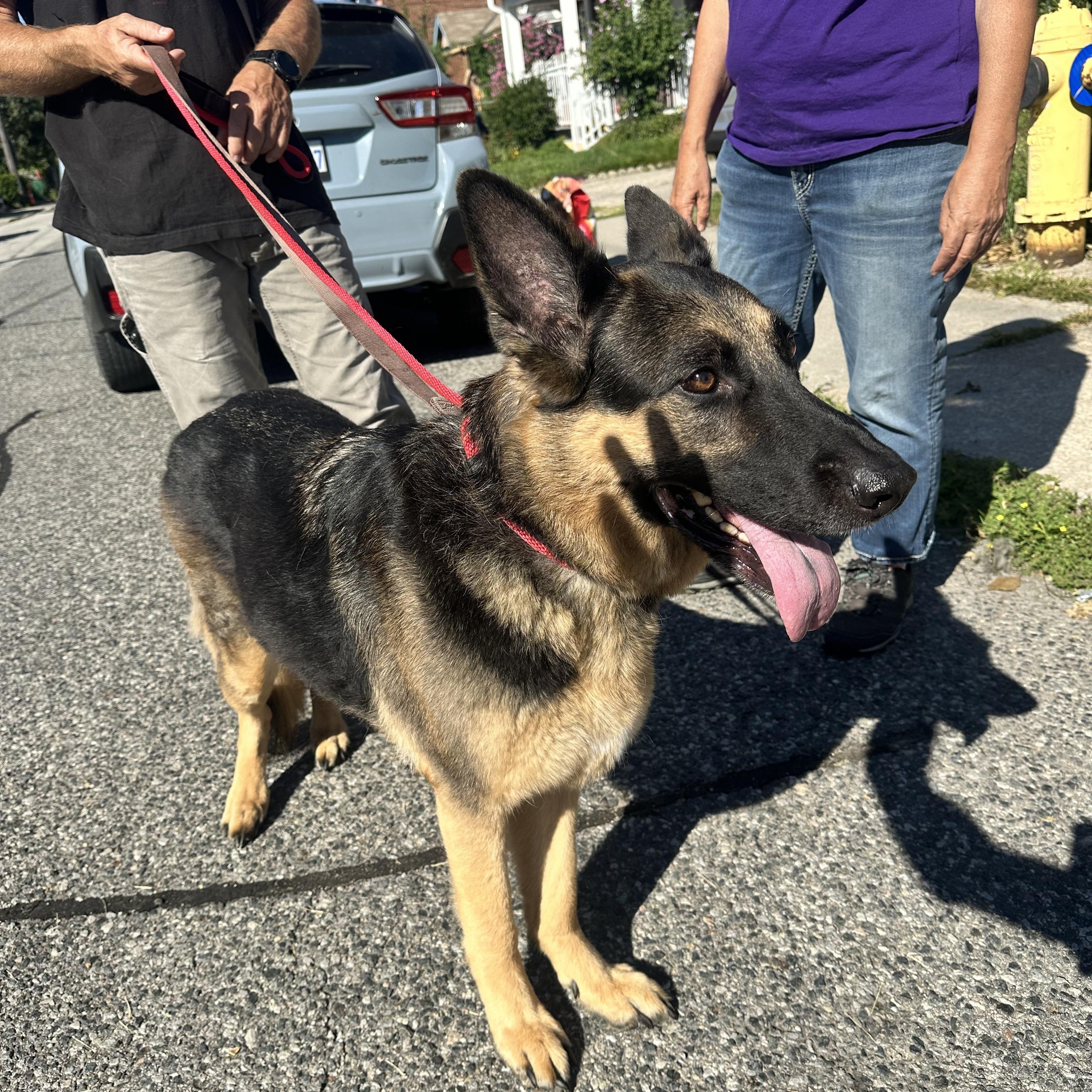Enlarge SISI, a Adopted German Shepherd Dog in Toronto, ON image 5/6