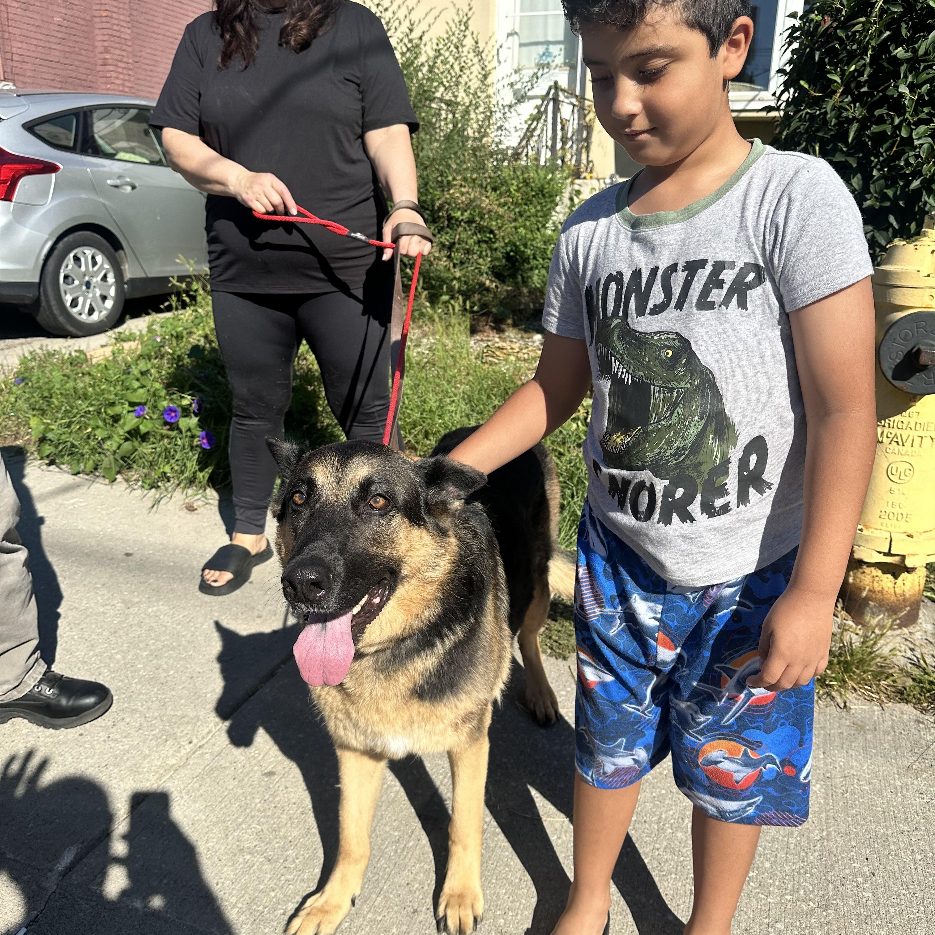 Enlarge SISI, a Adopted German Shepherd Dog in Toronto, ON image 6/6