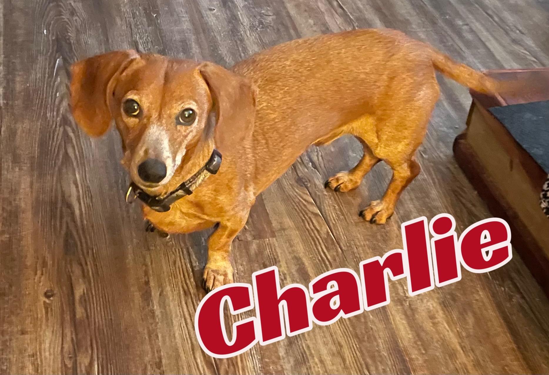 Charlie Brown in Texarkana TX, a Adoptable Dachshund in Texarkana, TX image 2/6