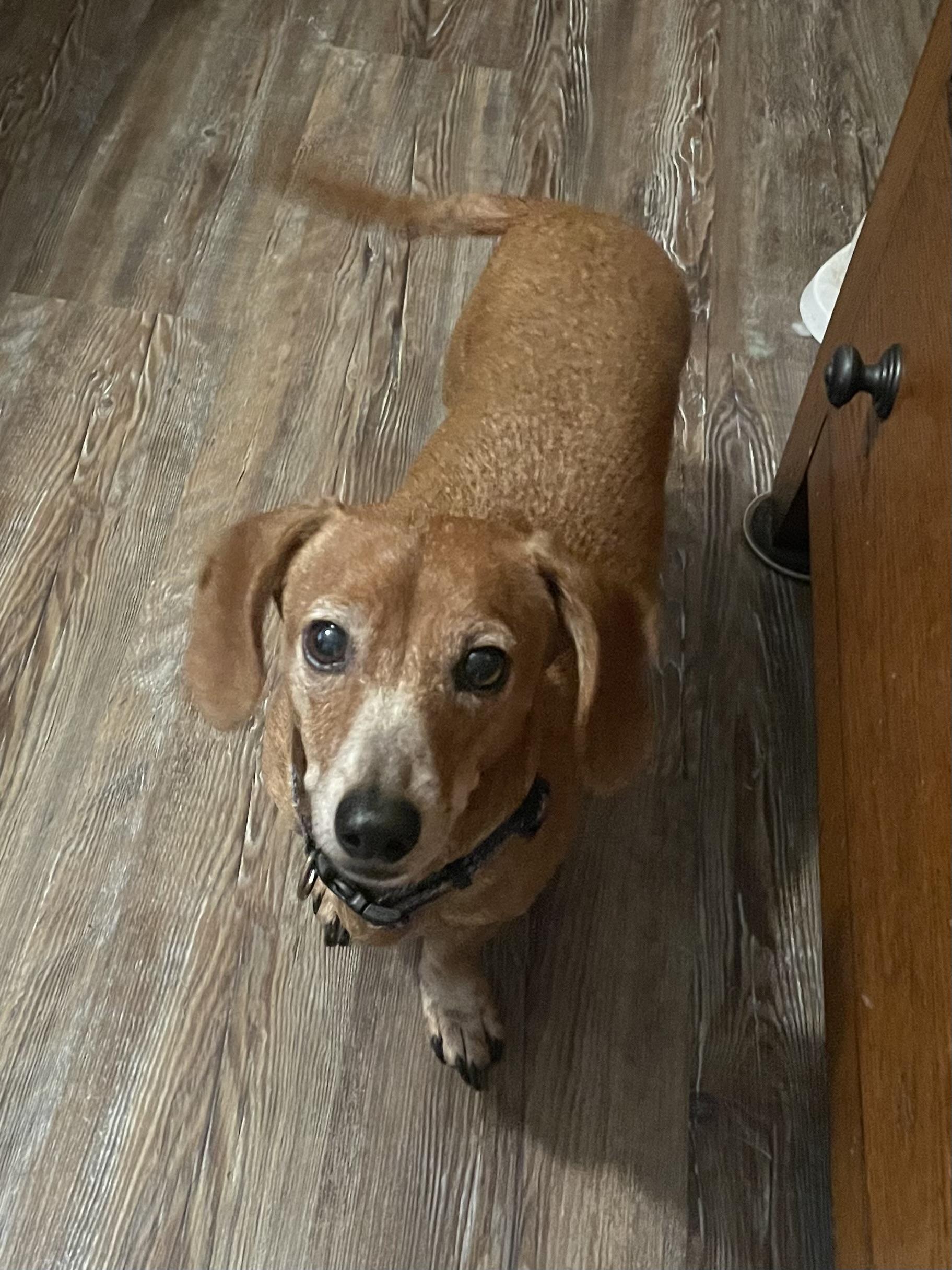 Charlie Brown in Texarkana TX, a Adoptable Dachshund in Texarkana, TX image 6/6