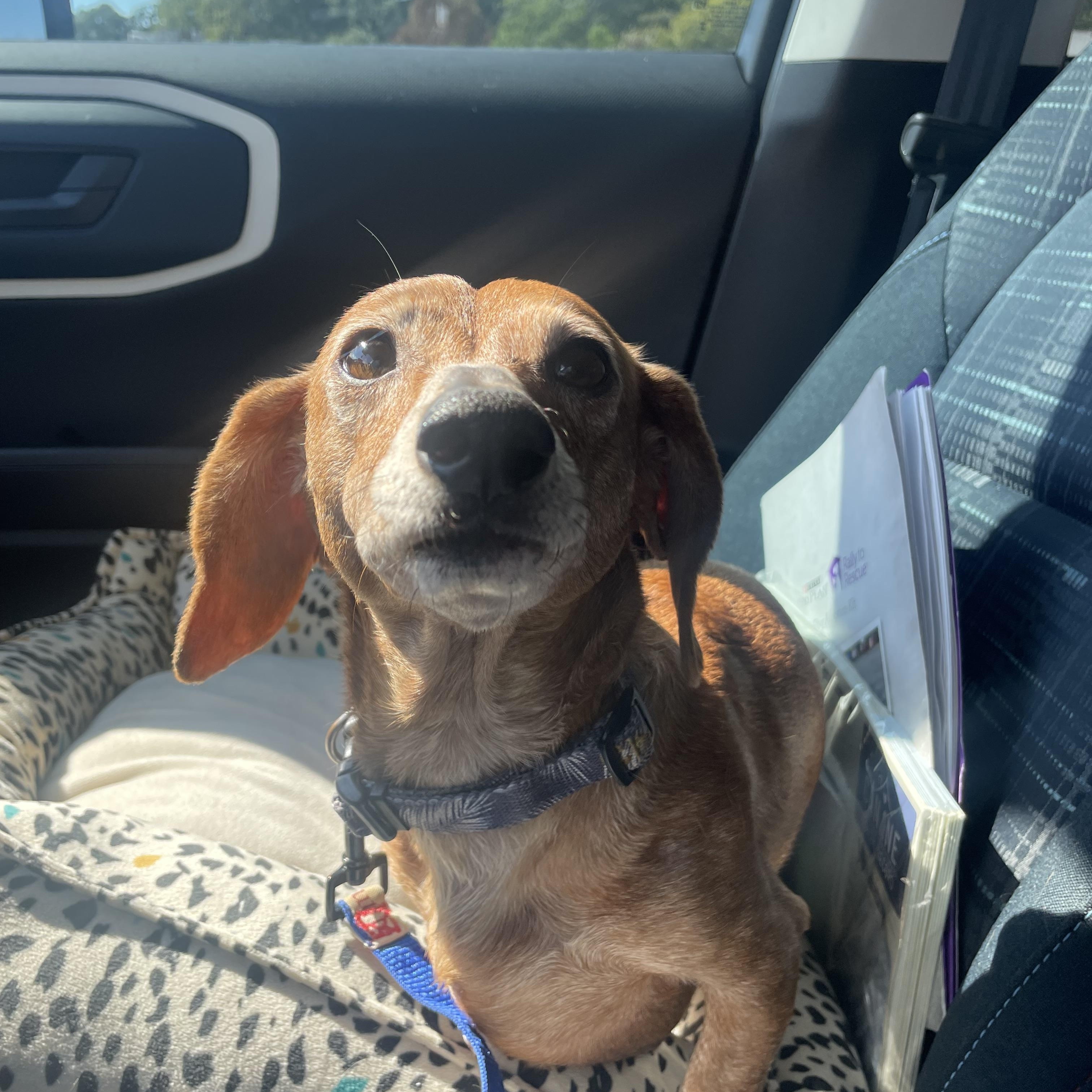 Charlie Brown in Texarkana TX, a Adoptable Dachshund in Texarkana, TX image 1/6
