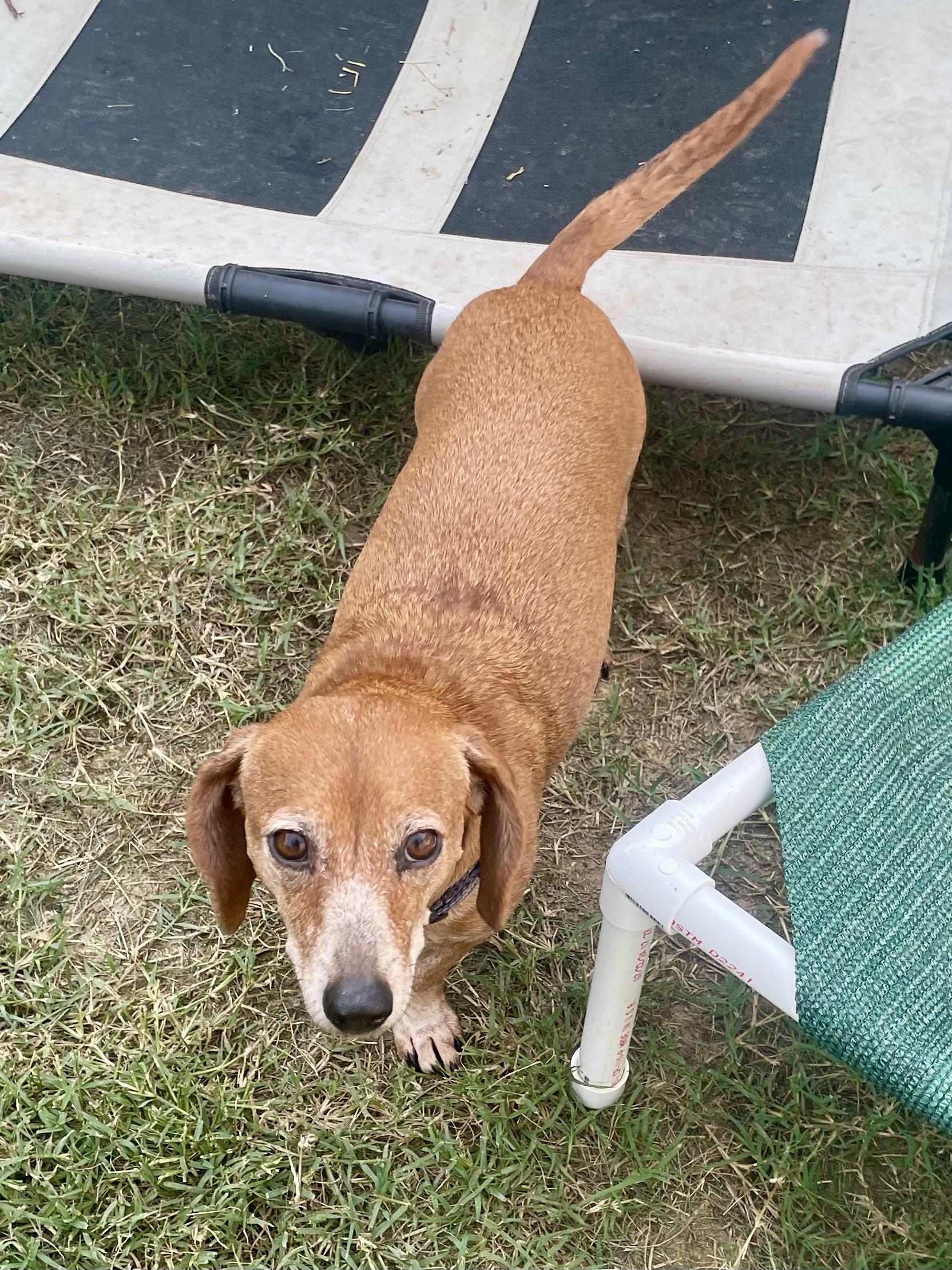 Charlie Brown in Texarkana TX, a Adoptable Dachshund in Texarkana, TX image 3/6
