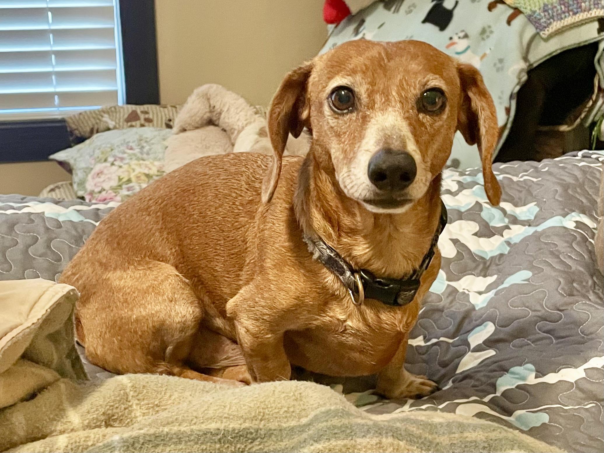 Charlie Brown in Texarkana TX, a Adoptable Dachshund in Texarkana, TX image 4/6