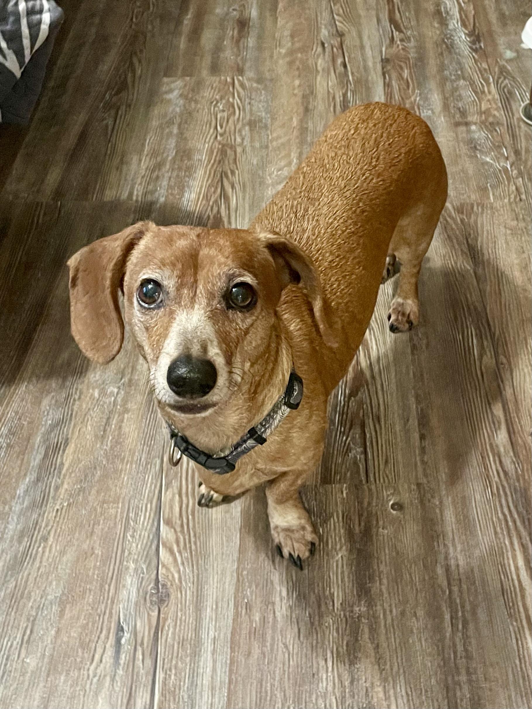 Charlie Brown in Texarkana TX, a Adoptable Dachshund in Texarkana, TX image 5/6