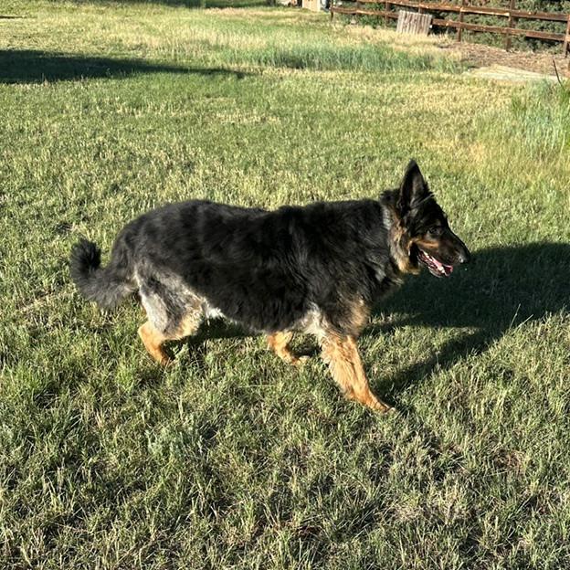 Gallo, Adoptable, Adult Male German Shepherd Dog.