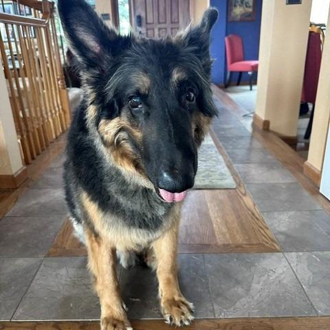 Gallo, a Adoptable German Shepherd Dog in Lakewood, CO image 2/3