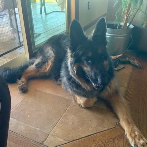 Gallo, a Adoptable German Shepherd Dog in Lakewood, CO image 3/3