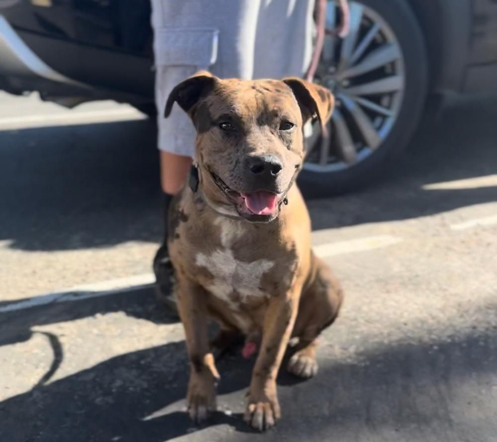 Enlarge Ollie, a Adoptable mixed breed in ventura, CA image 1/1