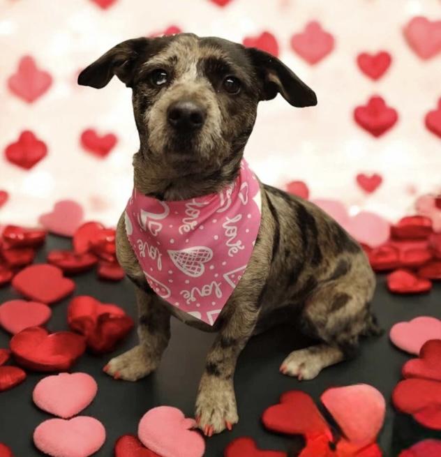 Iggy, a Adopted mixed breed in Danielsville, GA image 2/4