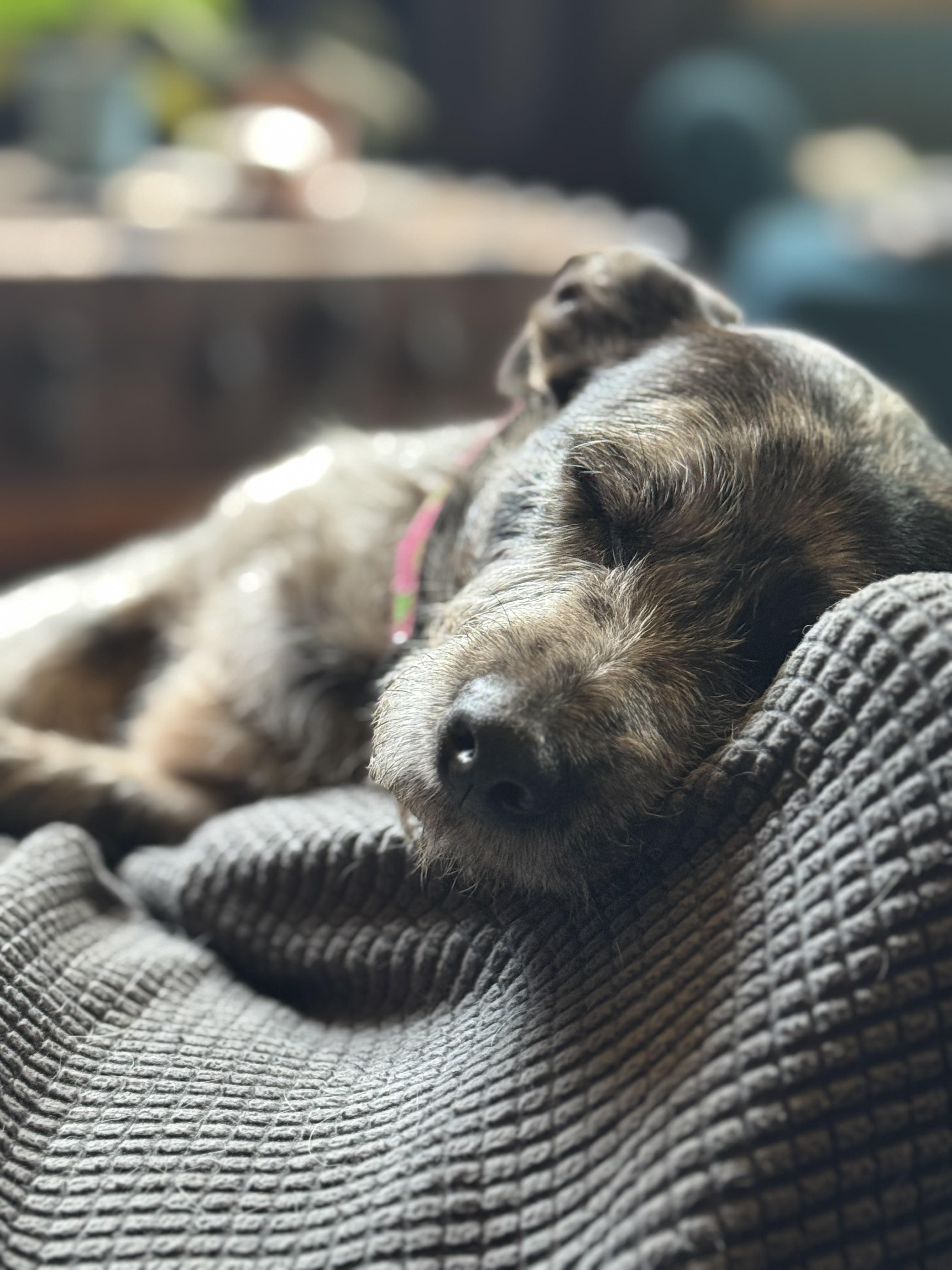 Iggy, a Adopted mixed breed in Danielsville, GA image 3/4