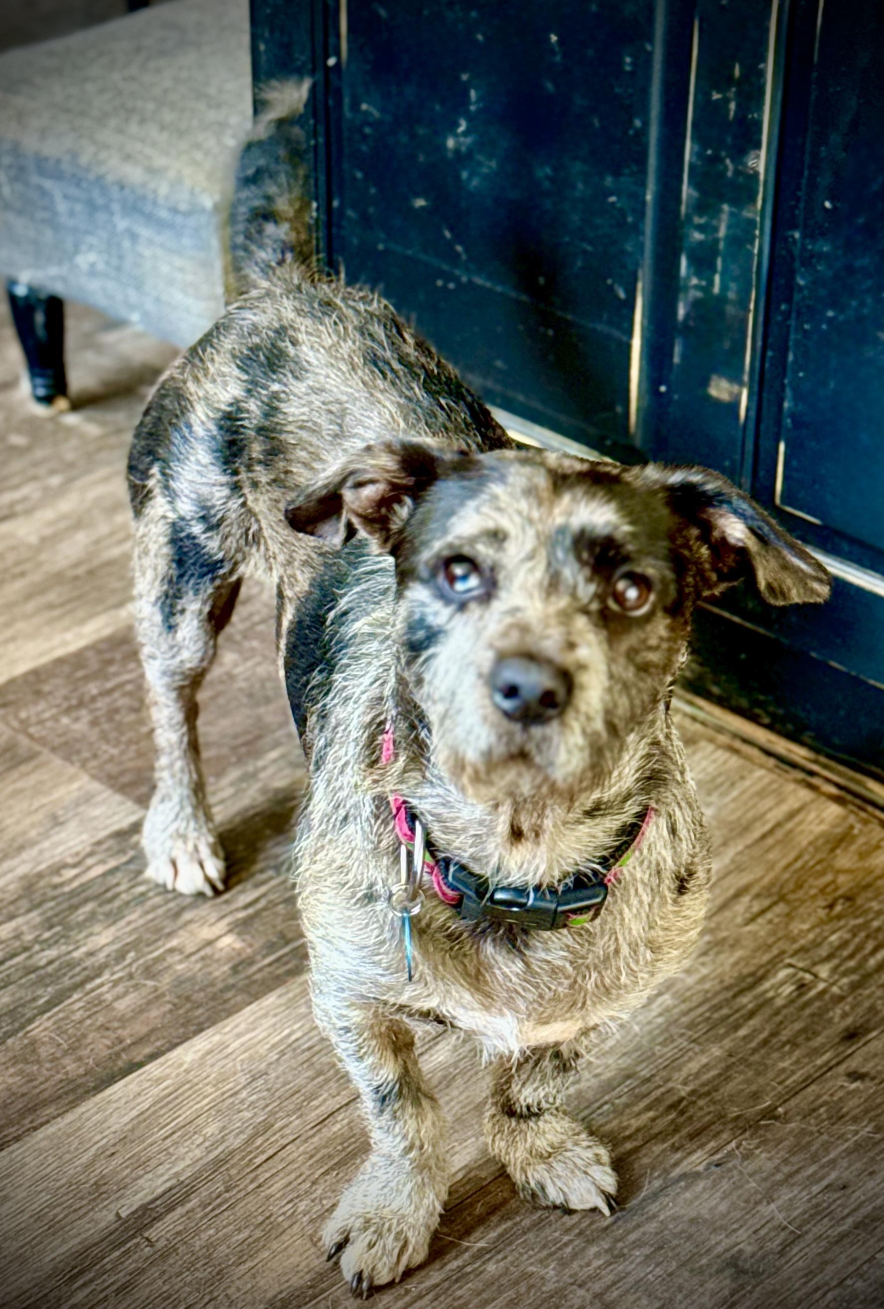 Iggy, a Adopted mixed breed in Danielsville, GA image 4/4