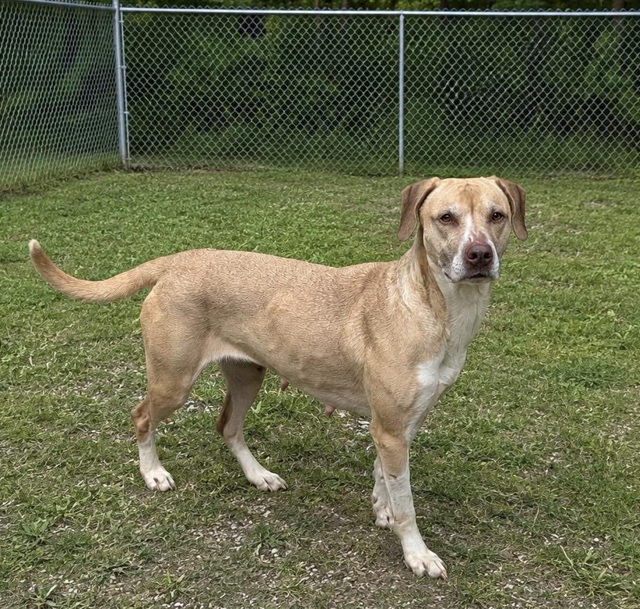 Nala, Adoptable, Adult Female Labrador Retriever.