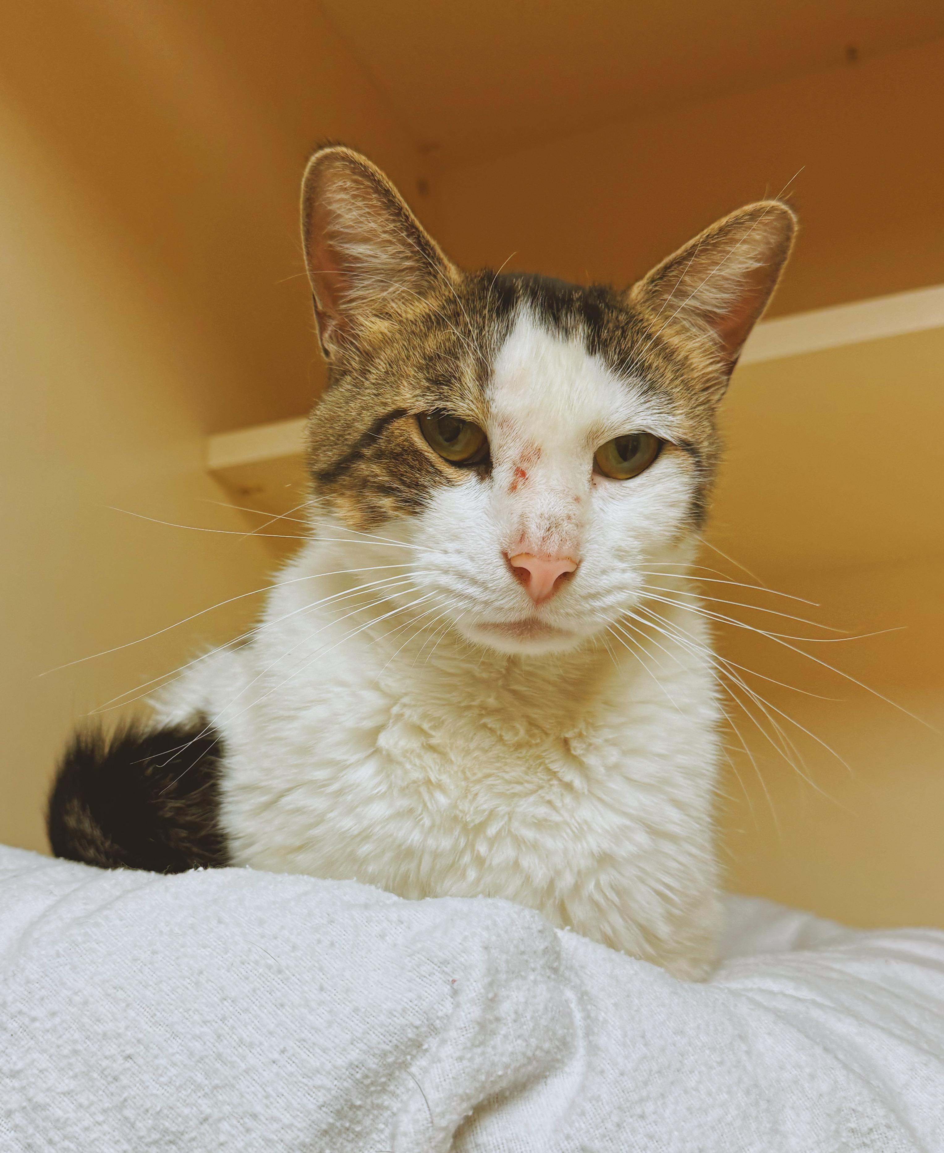 Enlarge Odie, an adopted mixed breed in Hays, KS image 3/6