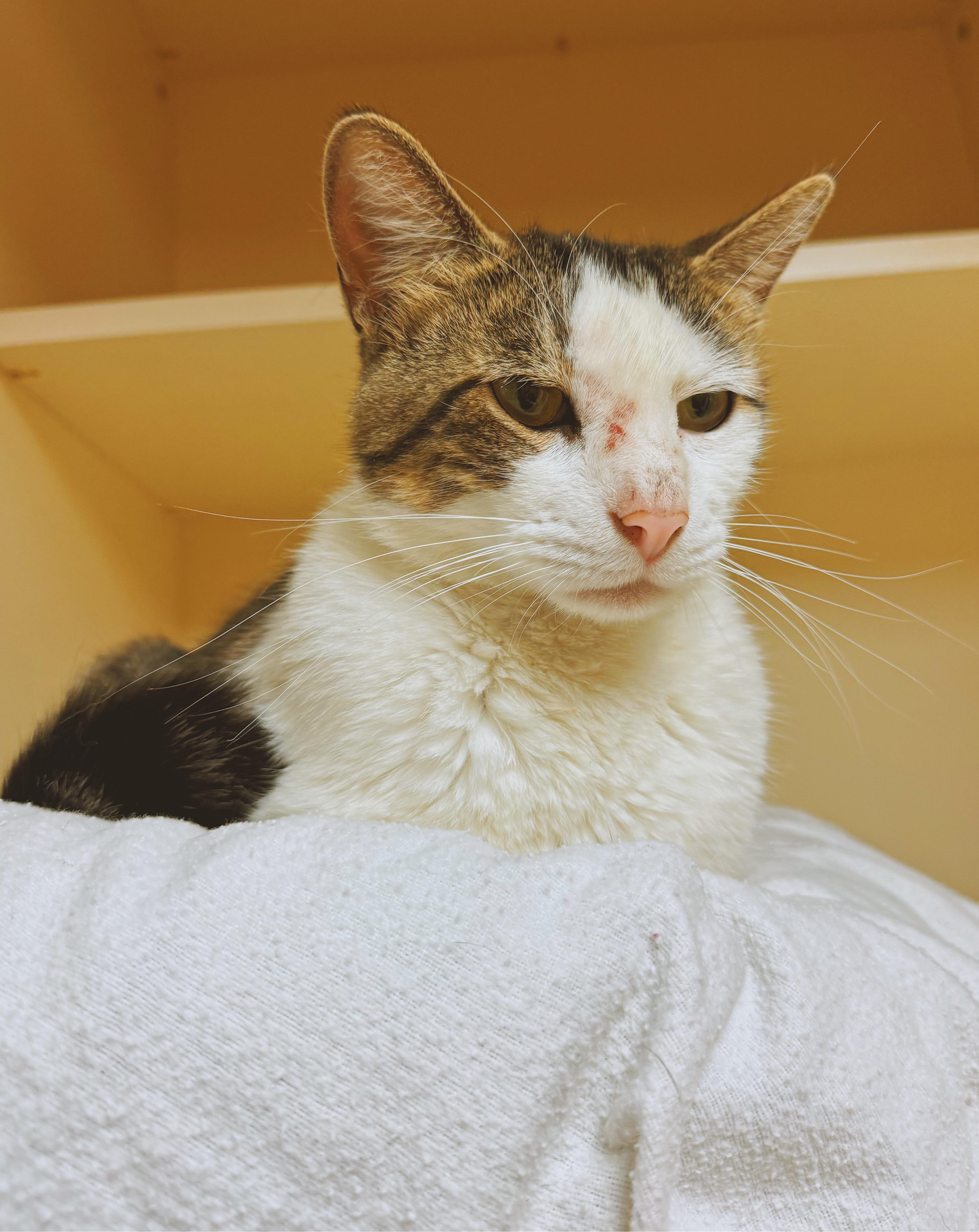 Enlarge Odie, an adopted mixed breed in Hays, KS image 2/6