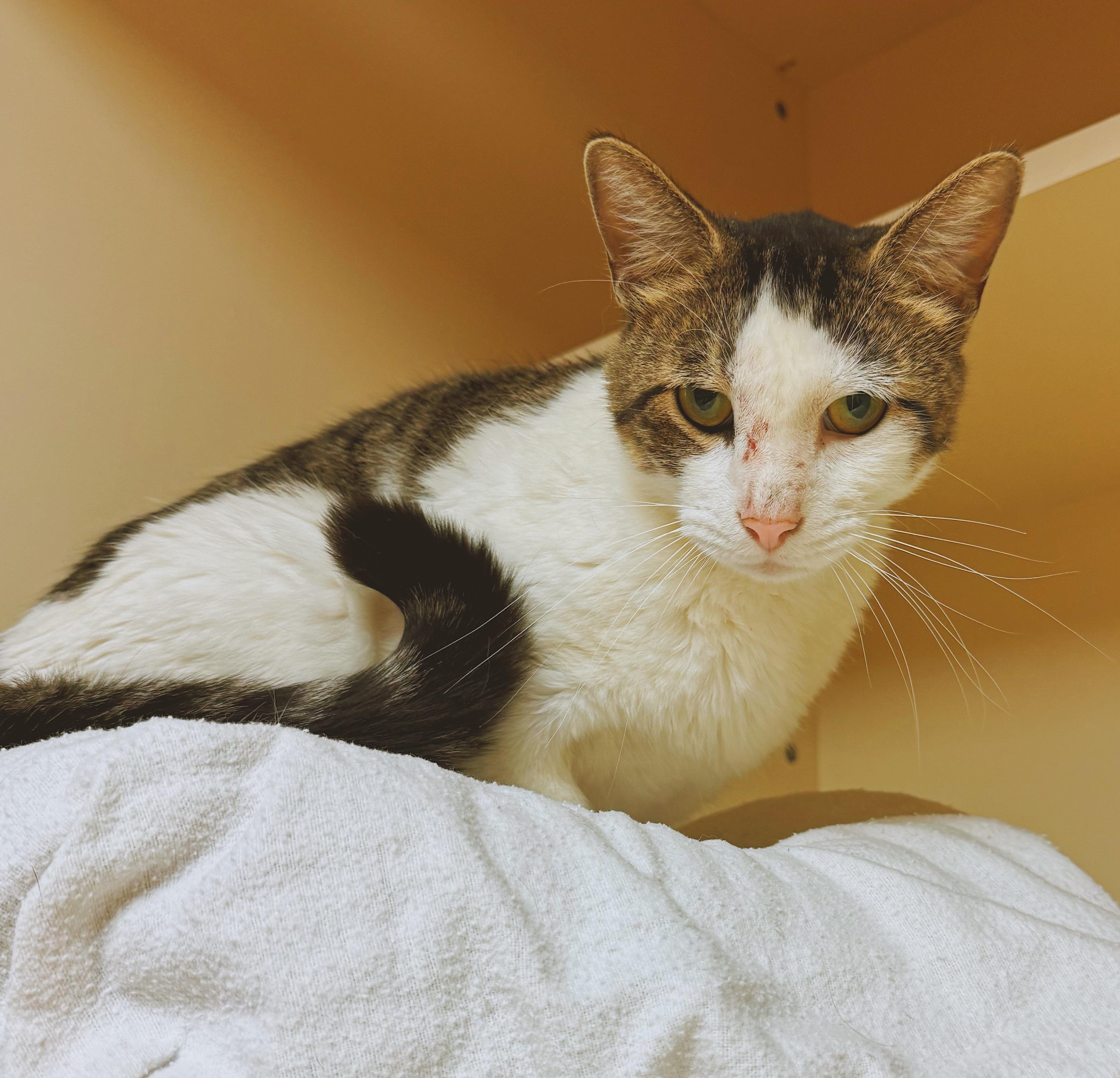 Enlarge Odie, an adopted mixed breed in Hays, KS image 4/6
