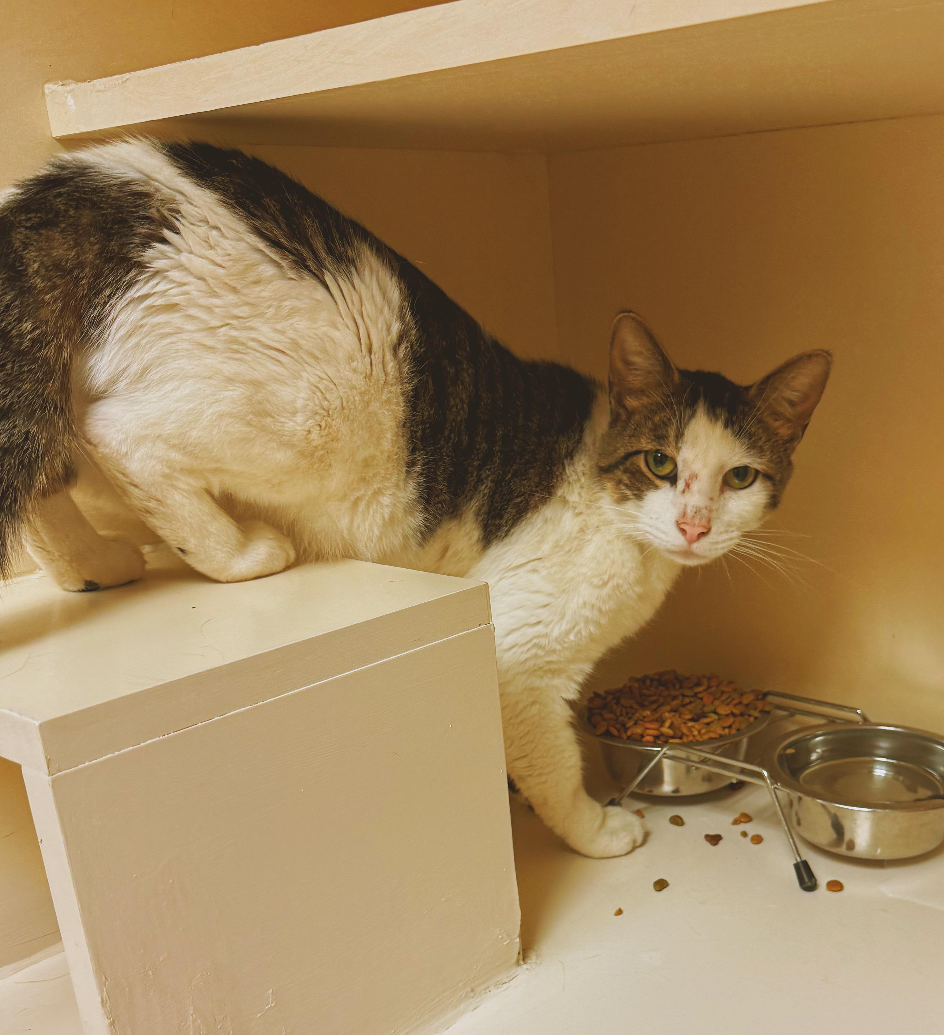 Enlarge Odie, an adopted mixed breed in Hays, KS image 5/6