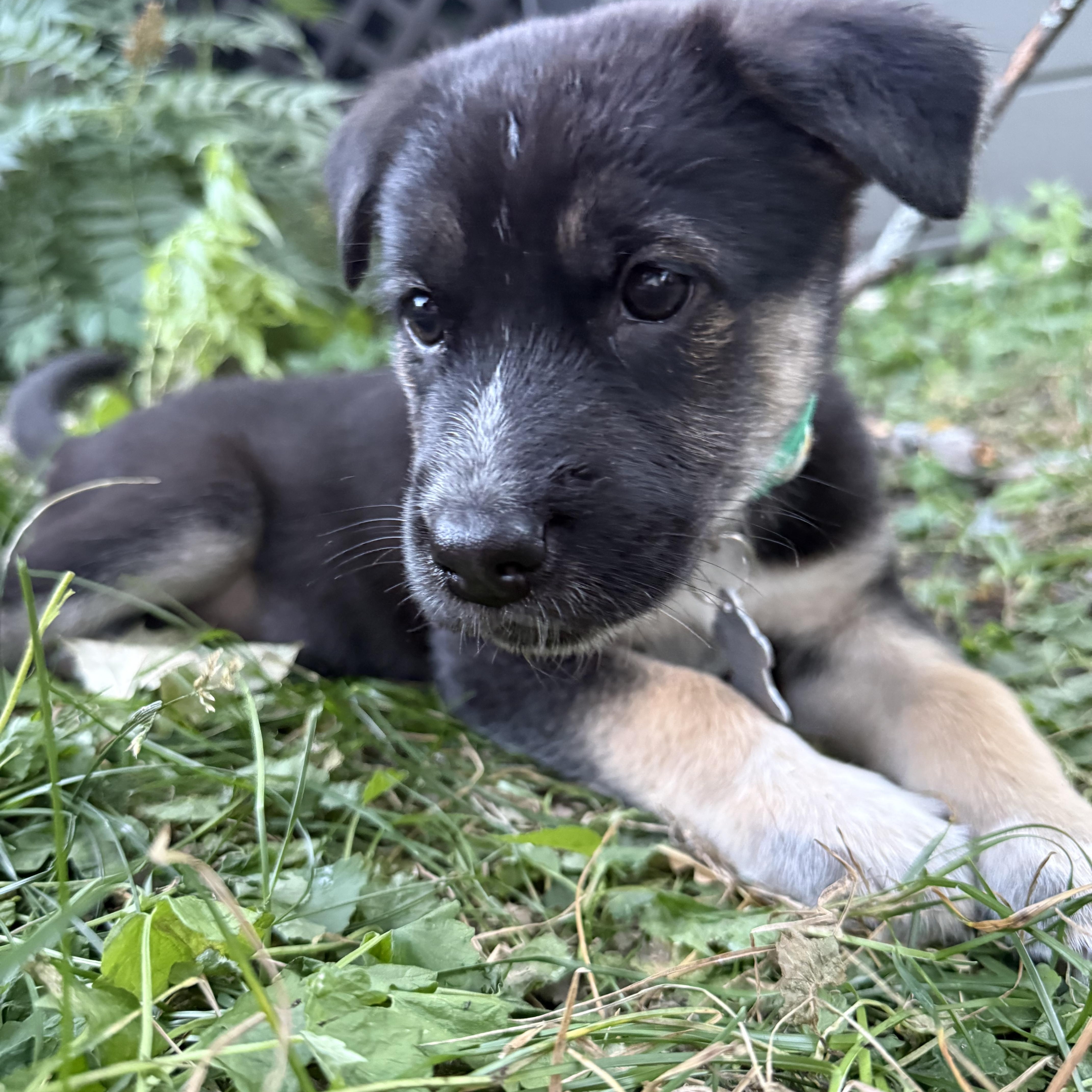 Taylor, an adopted mixed breed in Minneapolis, MN image 3/6