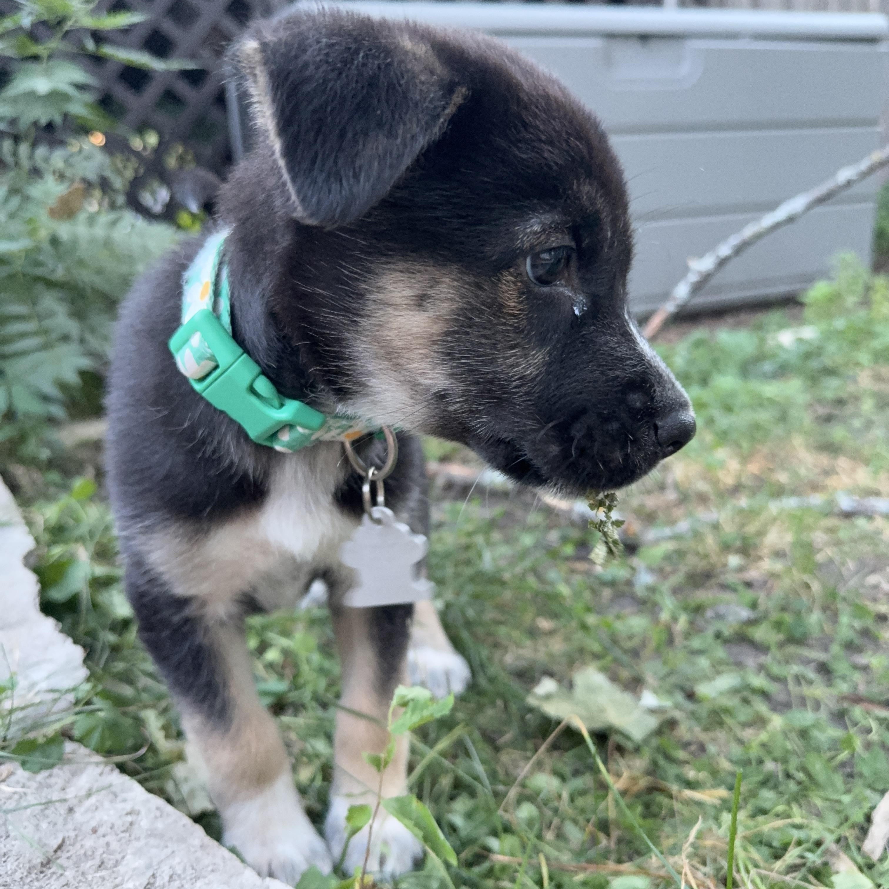 Taylor, an adopted mixed breed in Minneapolis, MN image 6/6