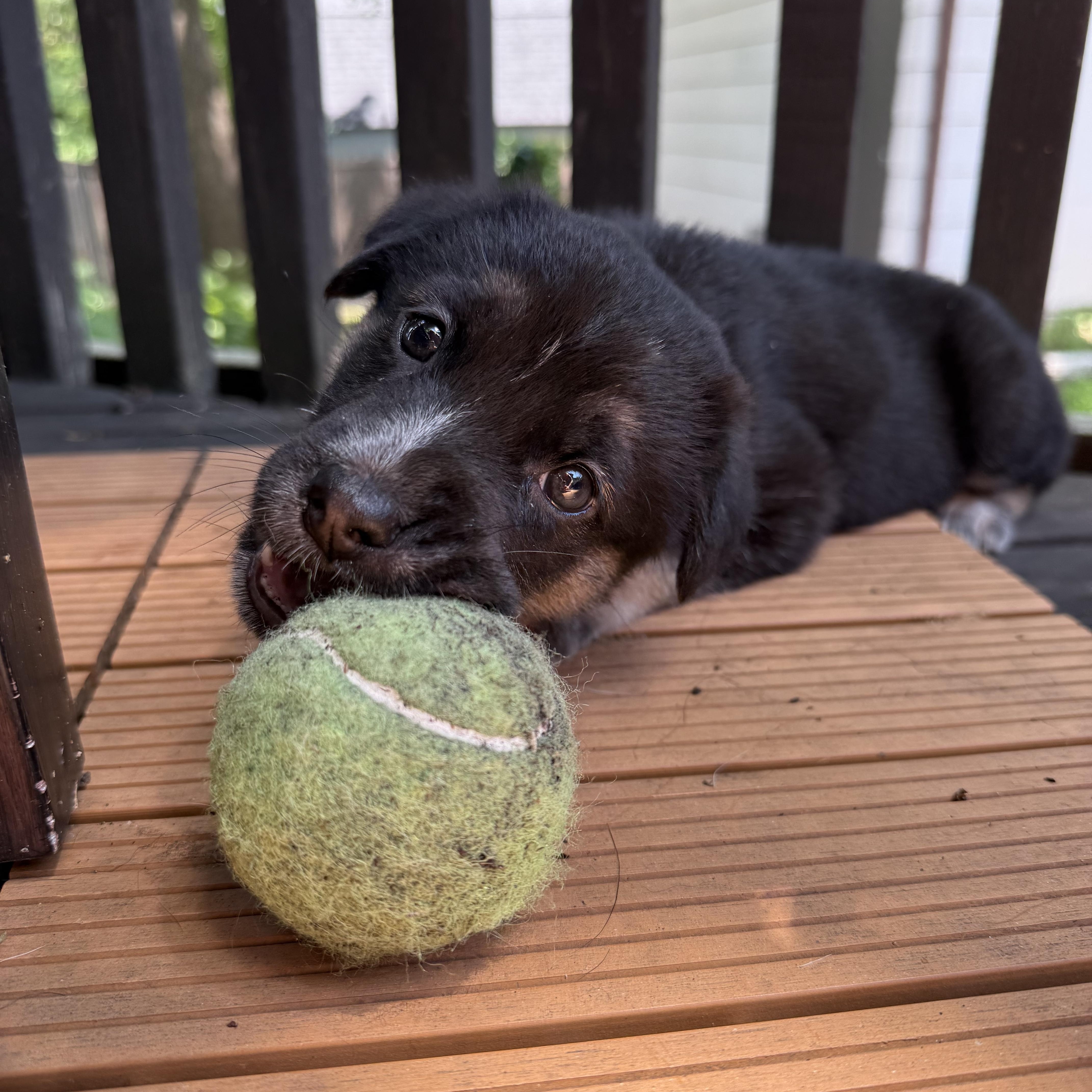 Taylor, an adopted mixed breed in Minneapolis, MN image 4/6