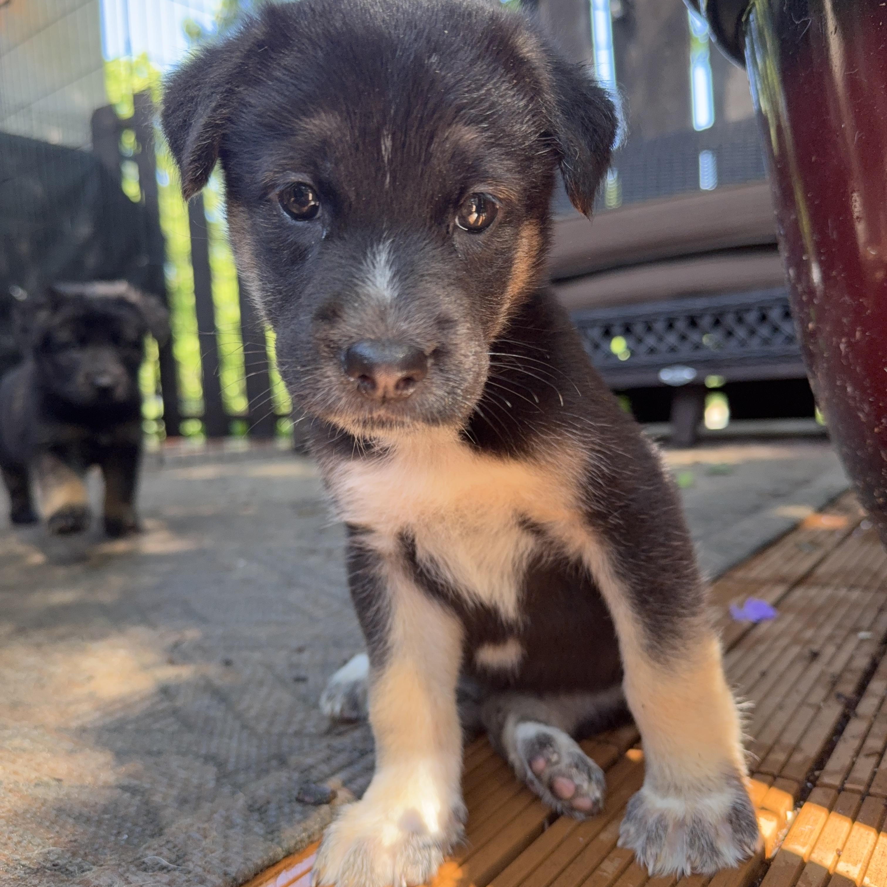 Taylor, an adopted mixed breed in Minneapolis, MN image 1/6