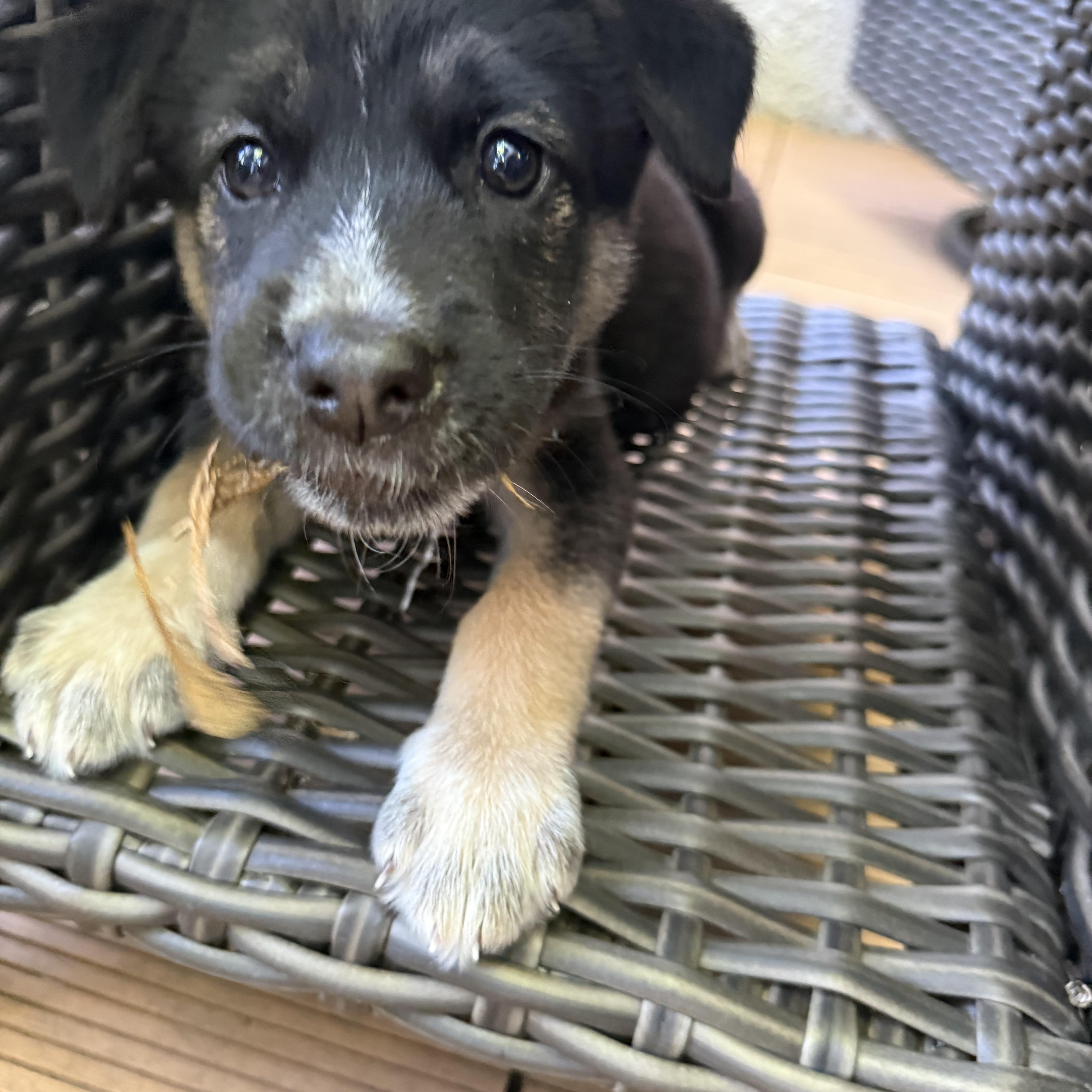 Taylor, an adopted mixed breed in Minneapolis, MN image 2/6