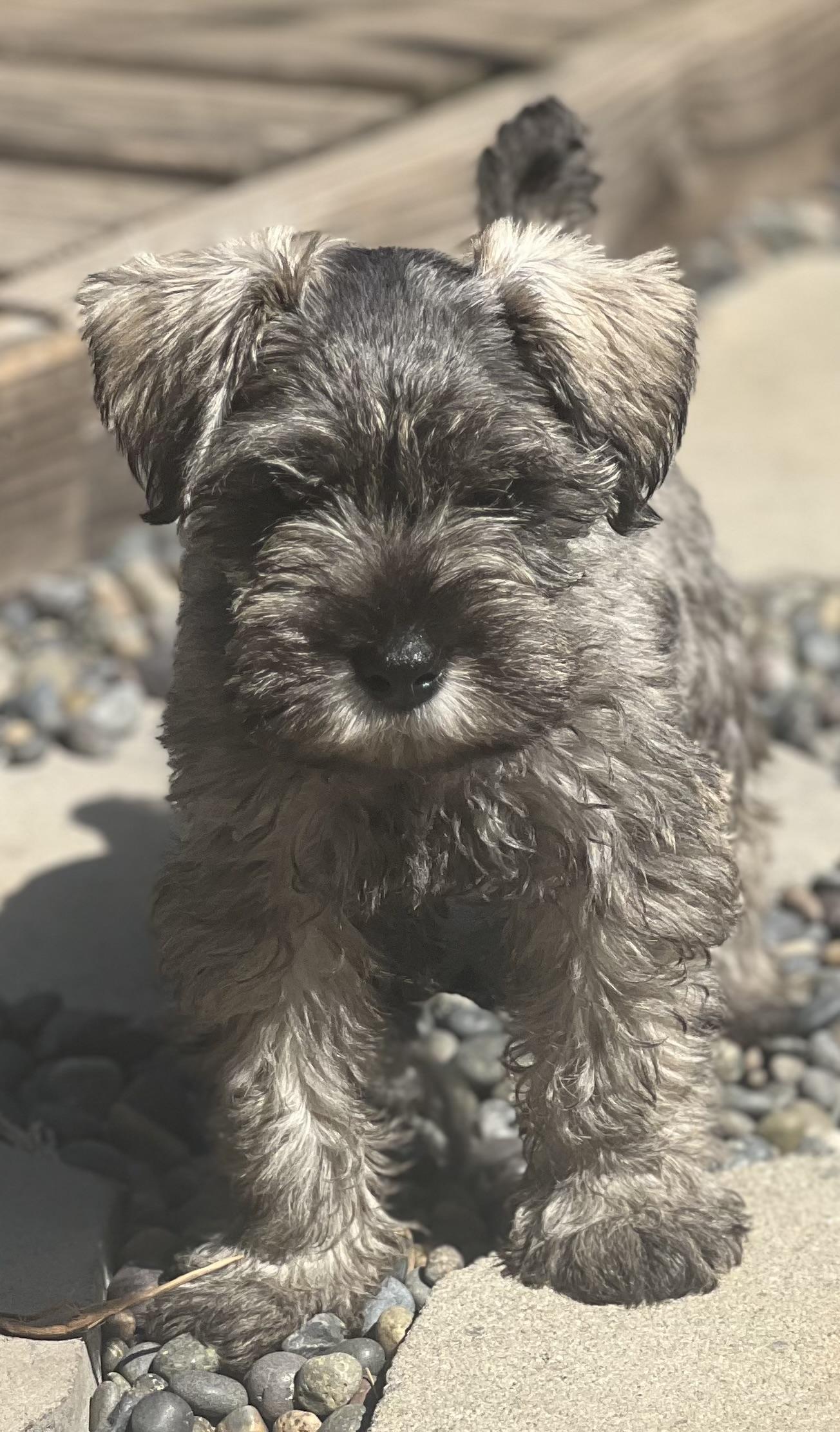 RONAN, an adopted Miniature Schnauzer in Irvine, CA image 2/2