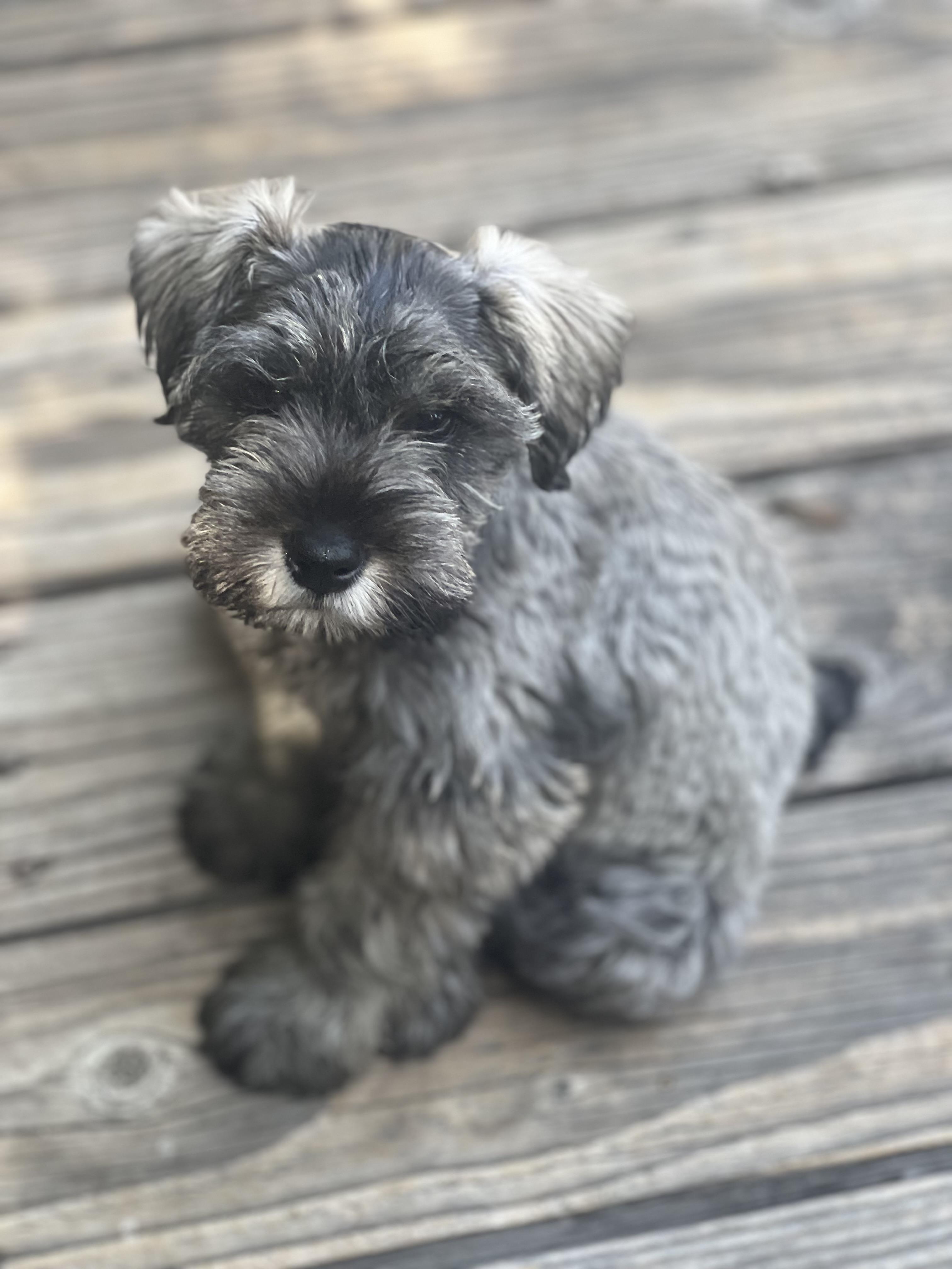 RONAN, an adopted Miniature Schnauzer in Irvine, CA image 1/2