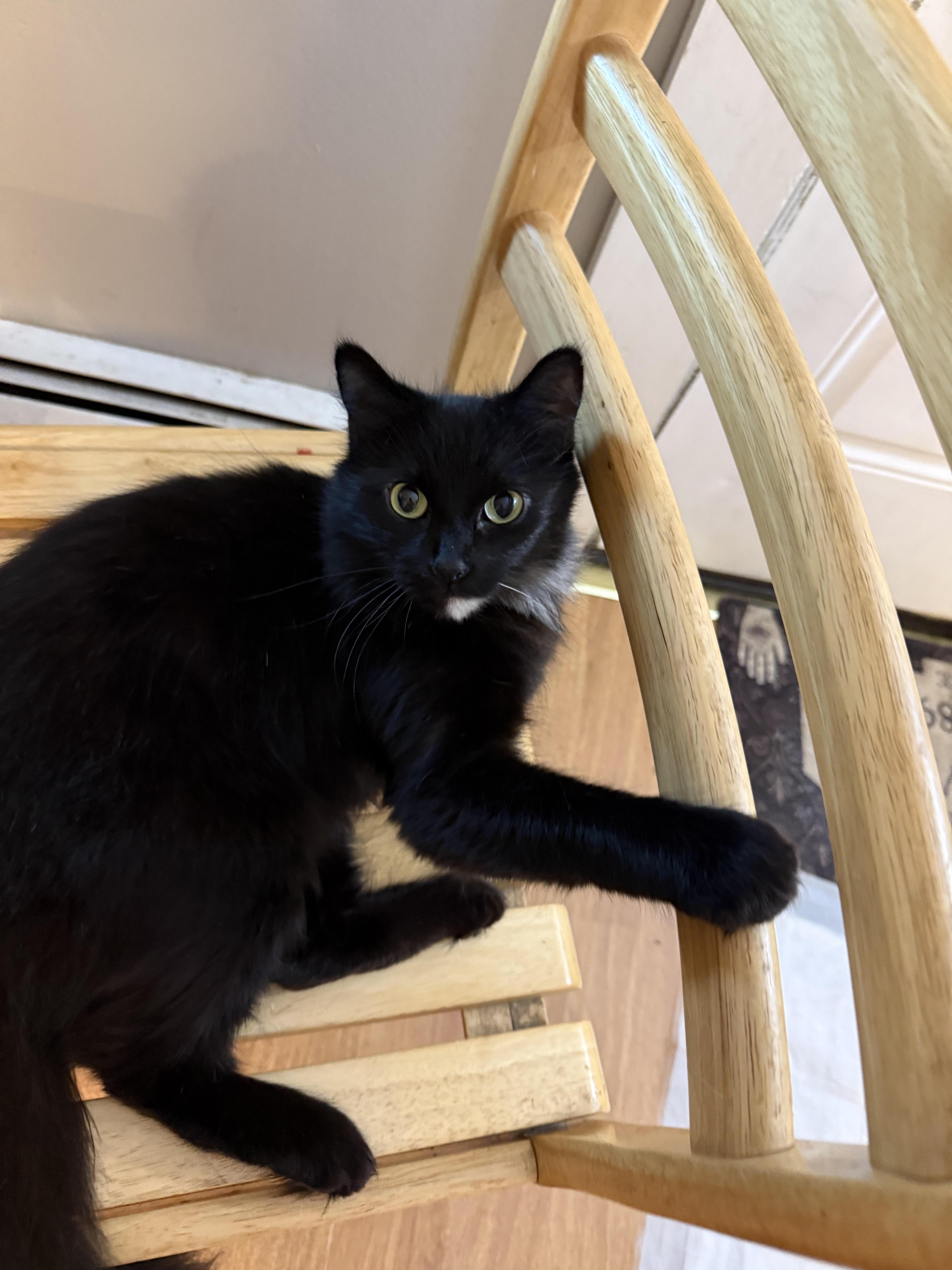 Star, ADOPTABLE, Adult Female Domestic Long Hair.